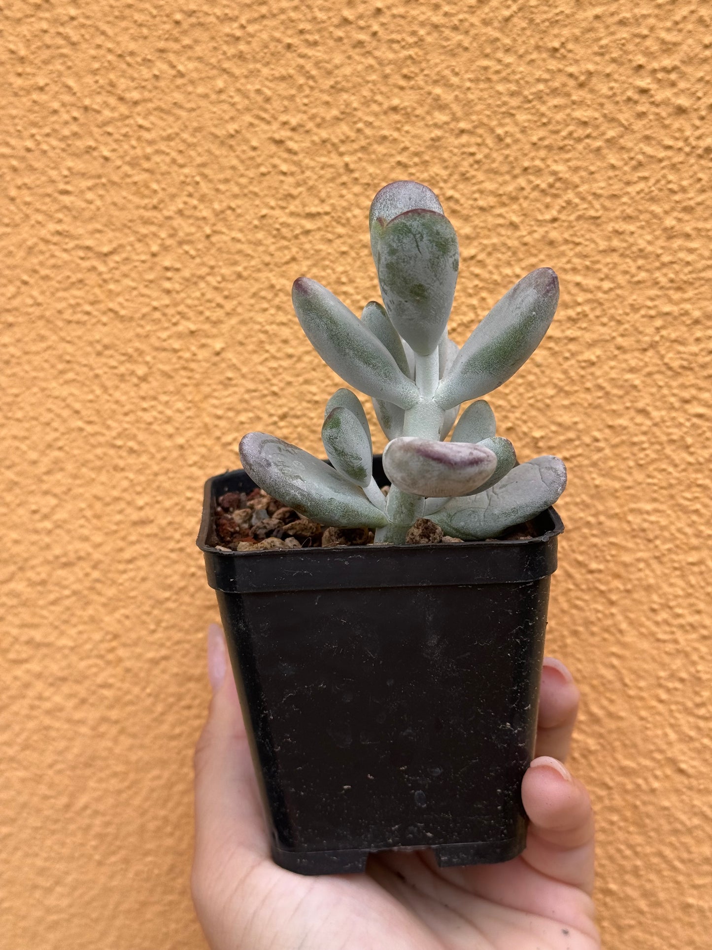 Cotyledon orbiculata