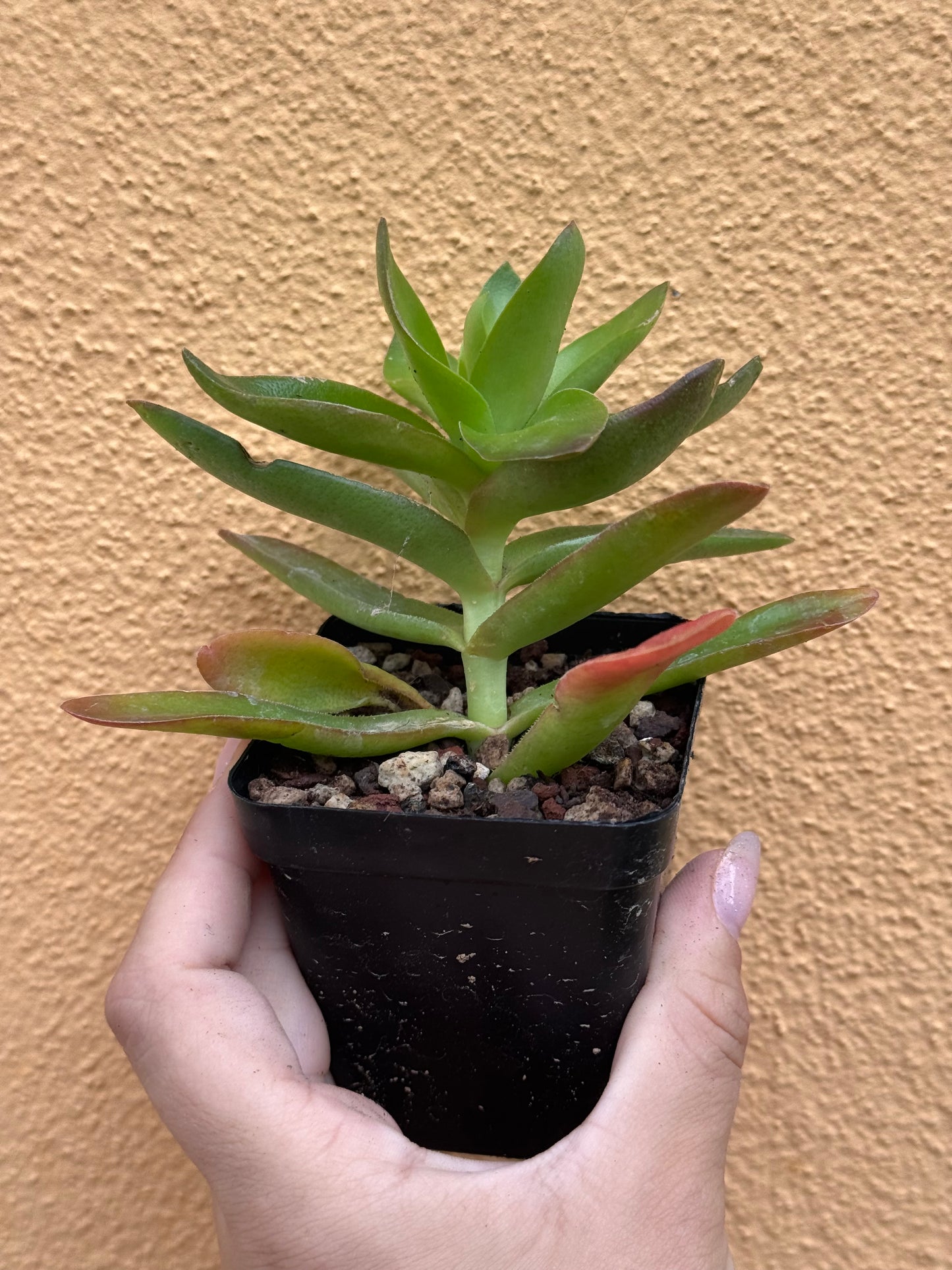 Crassula capitella Campfire