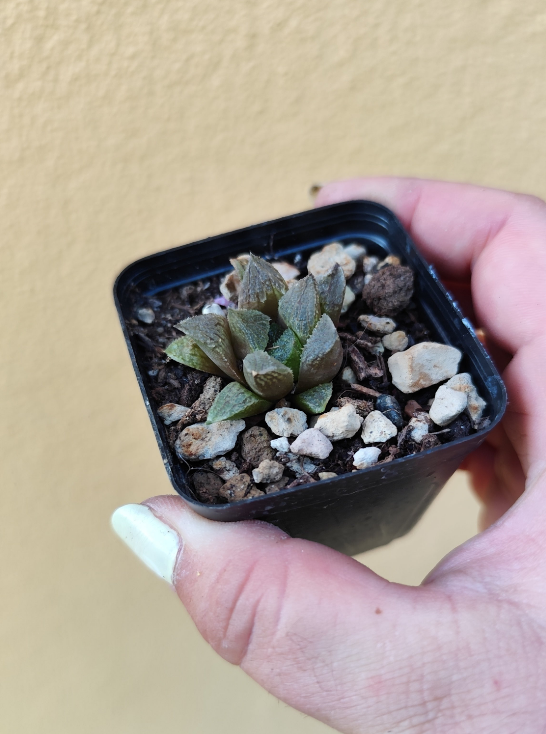 Haworthia sp