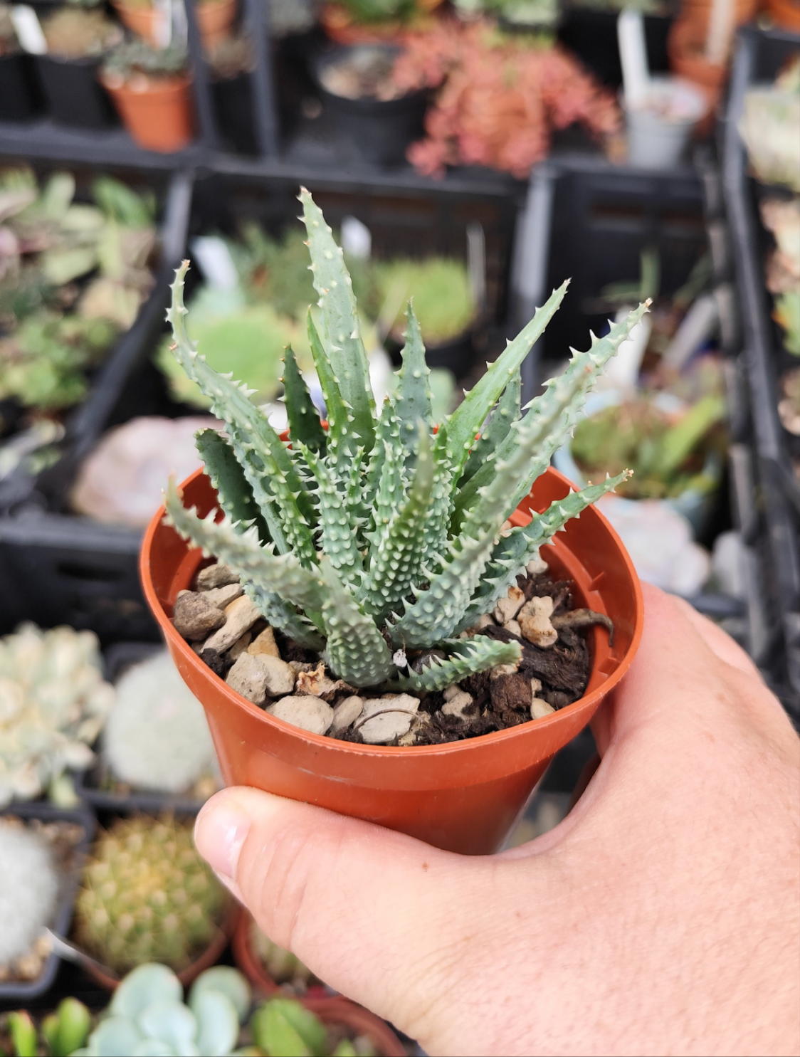 Aloe humilis
