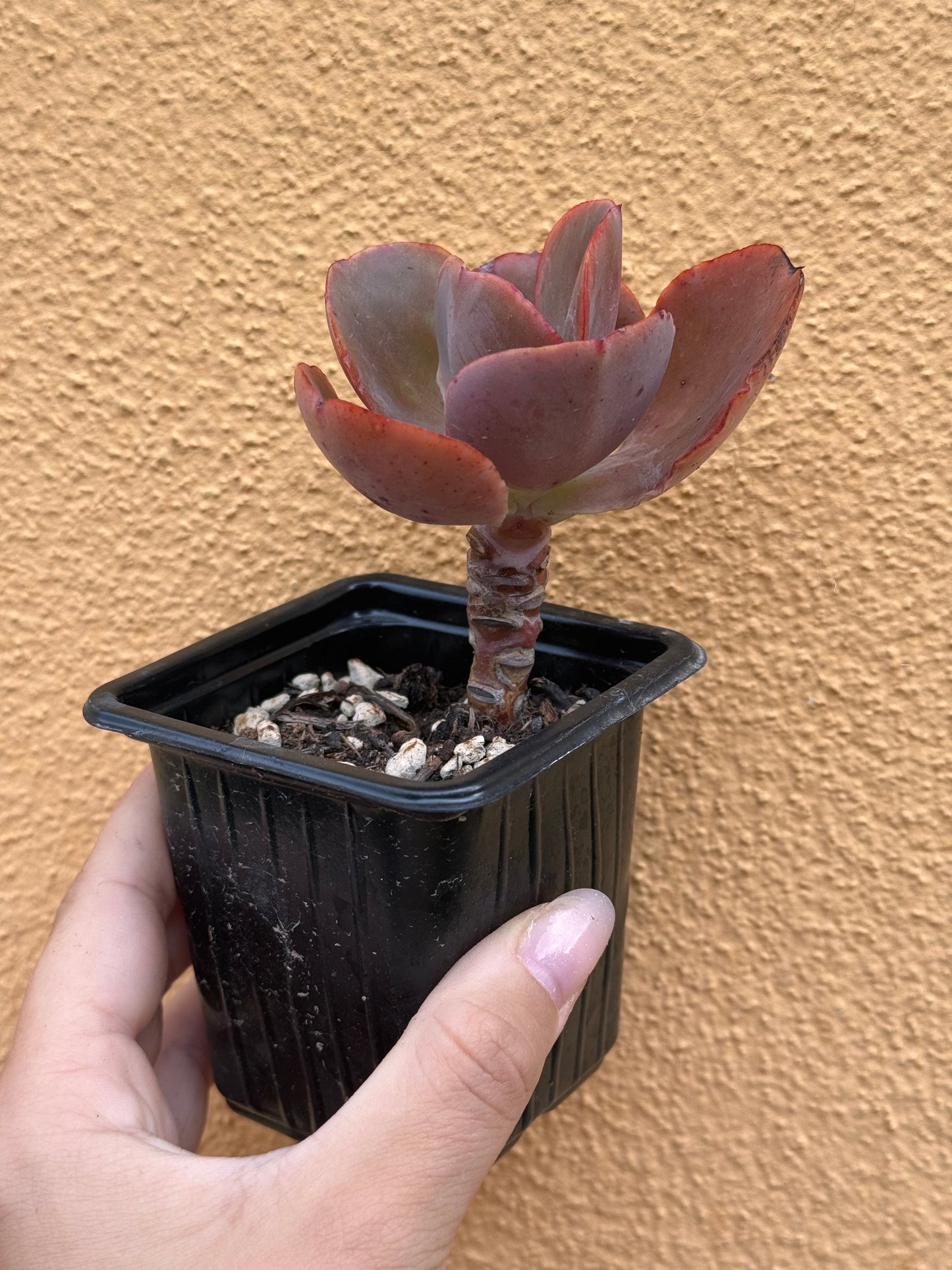 Echeveria gibbiflora
