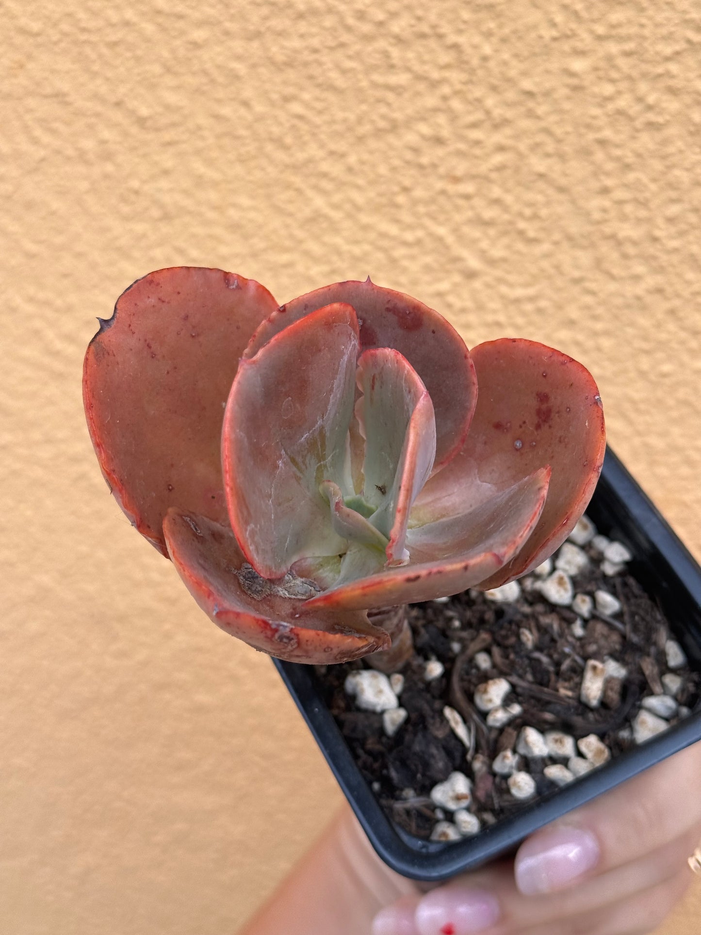 Echeveria gibbiflora