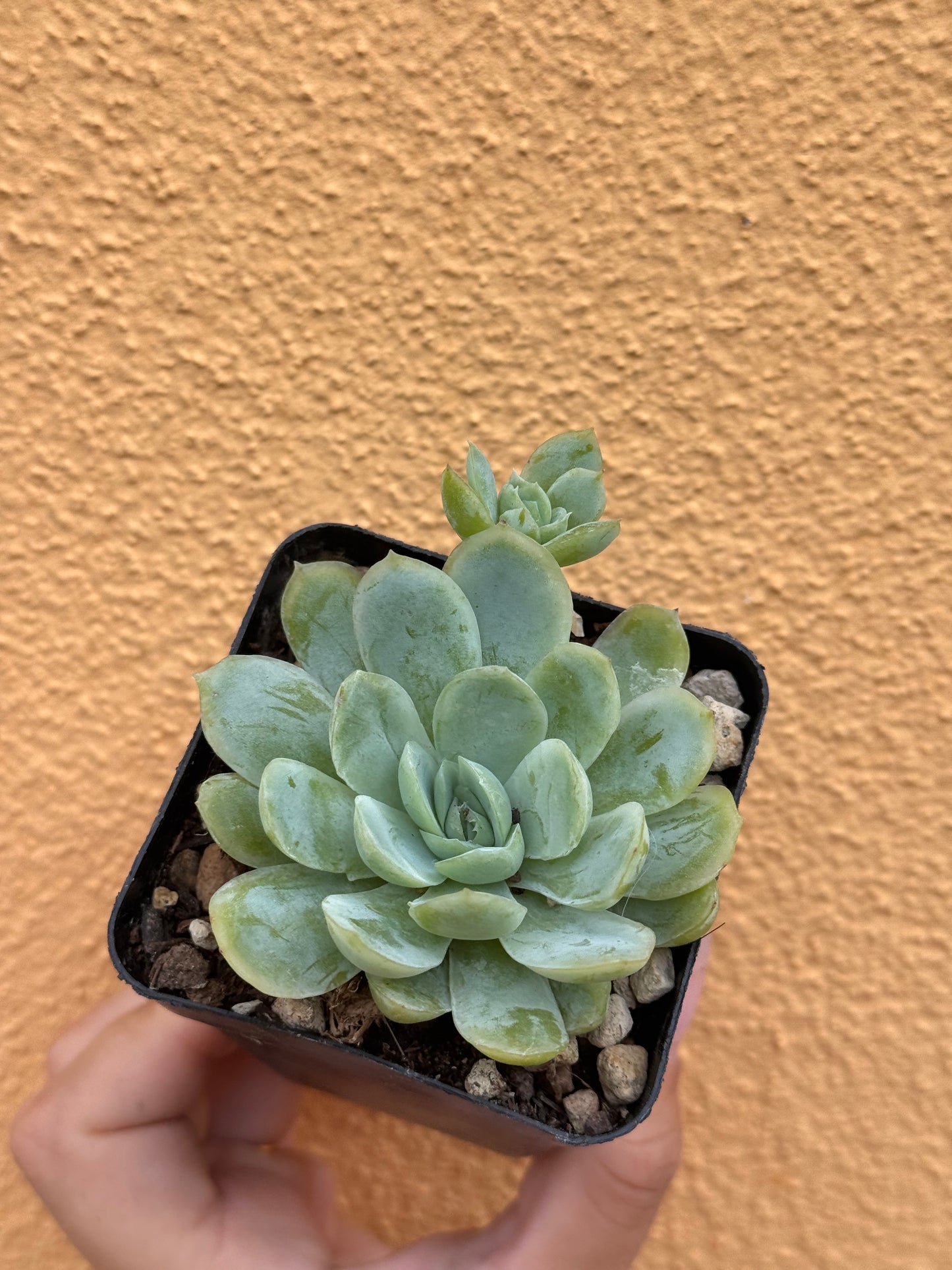 Echeveria elegans