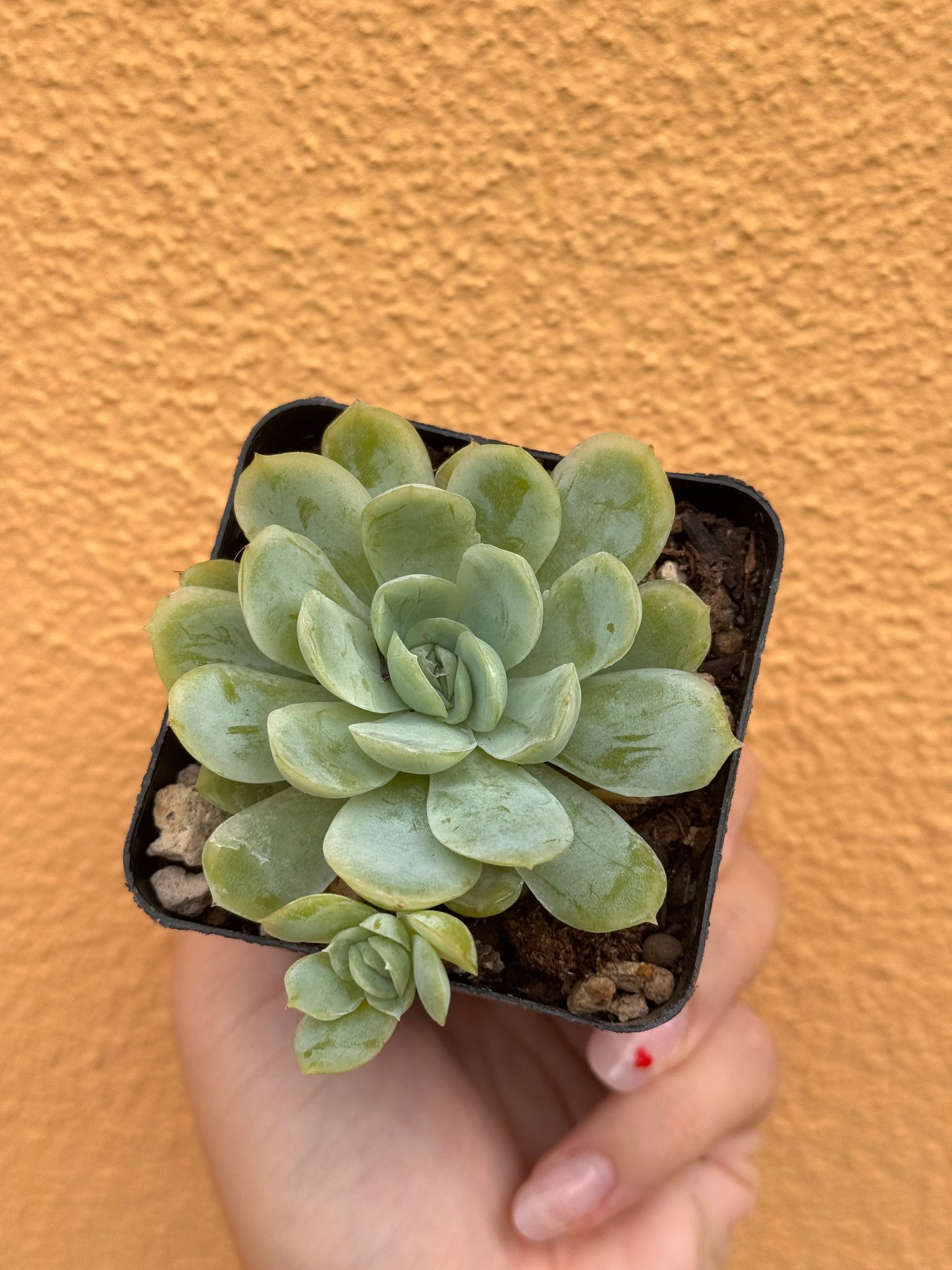 Echeveria elegans
