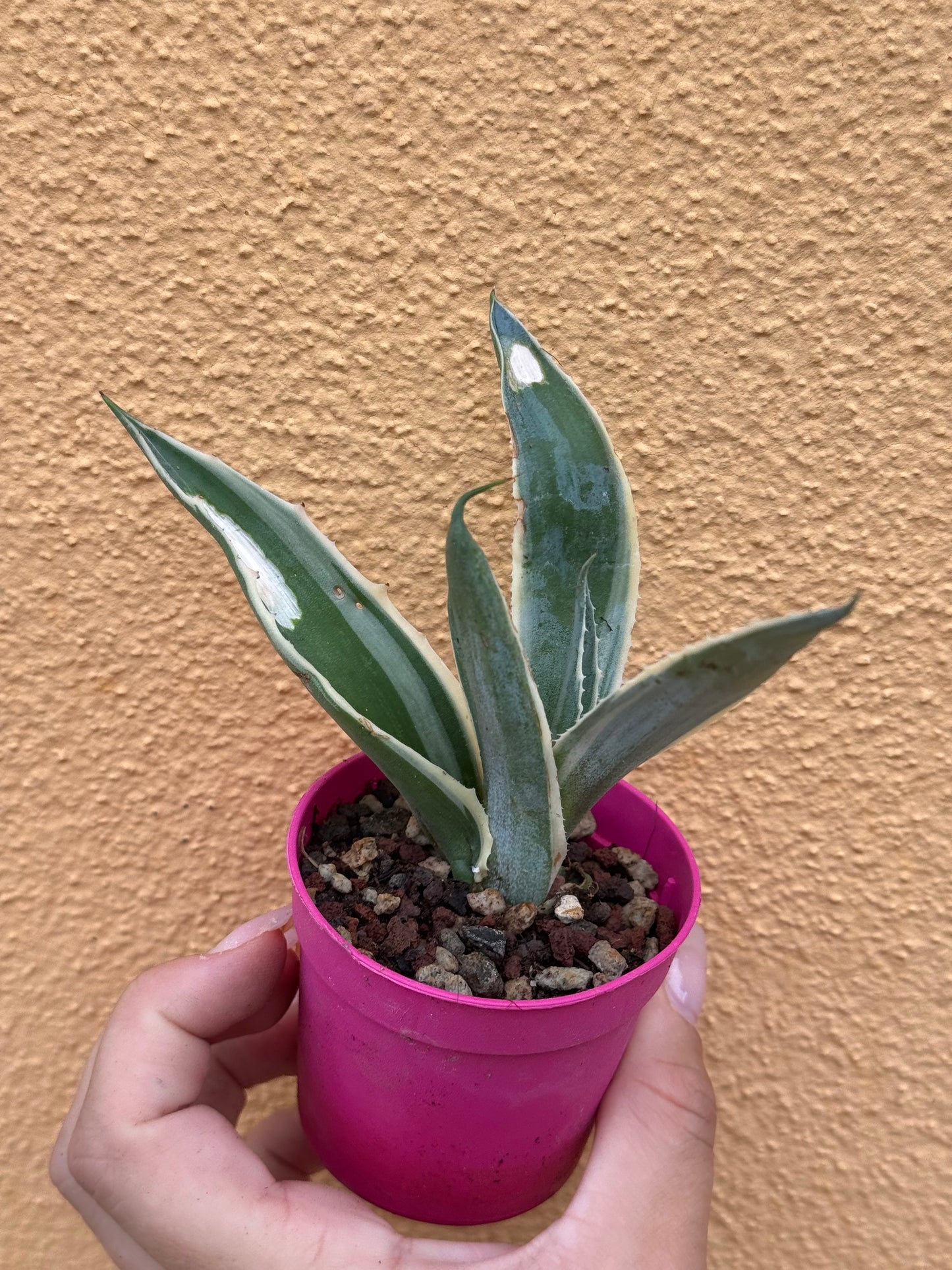 Agave americana