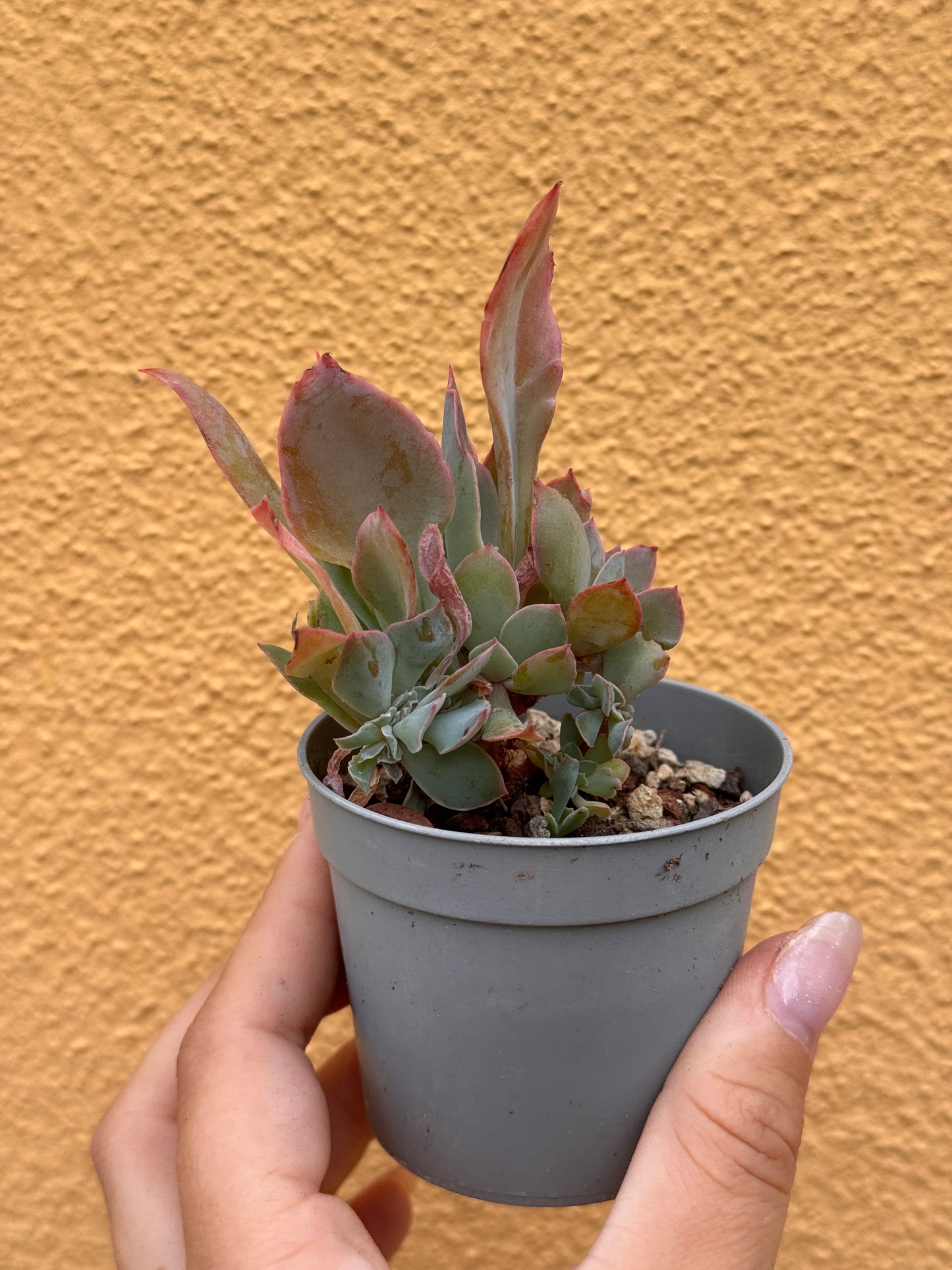 Echeveria trumpet pinky