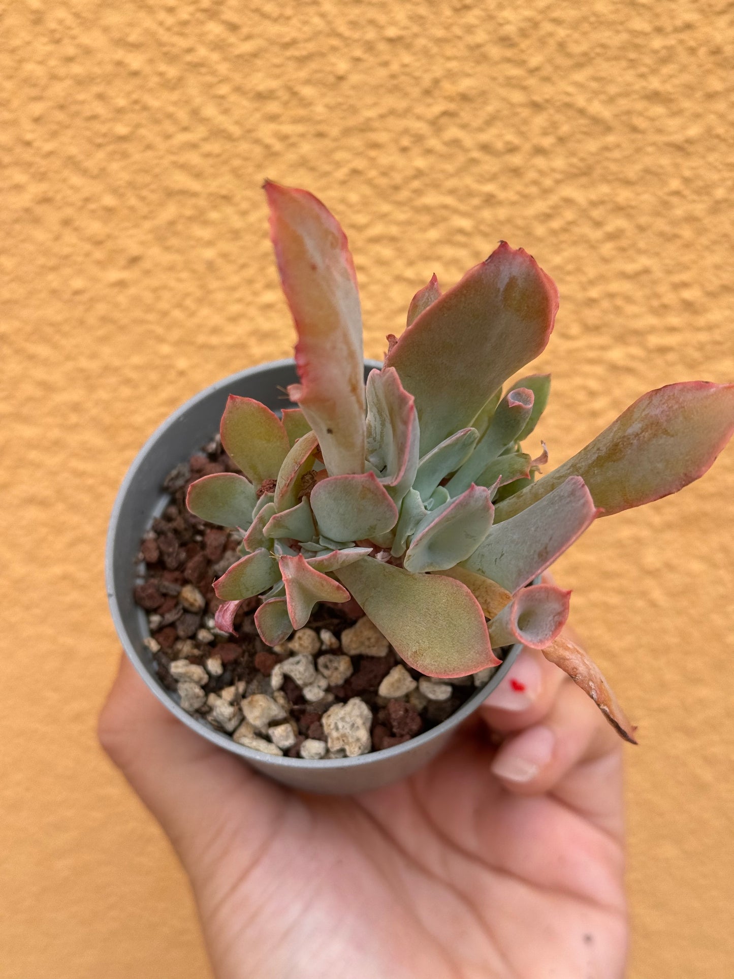 Echeveria trumpet pinky