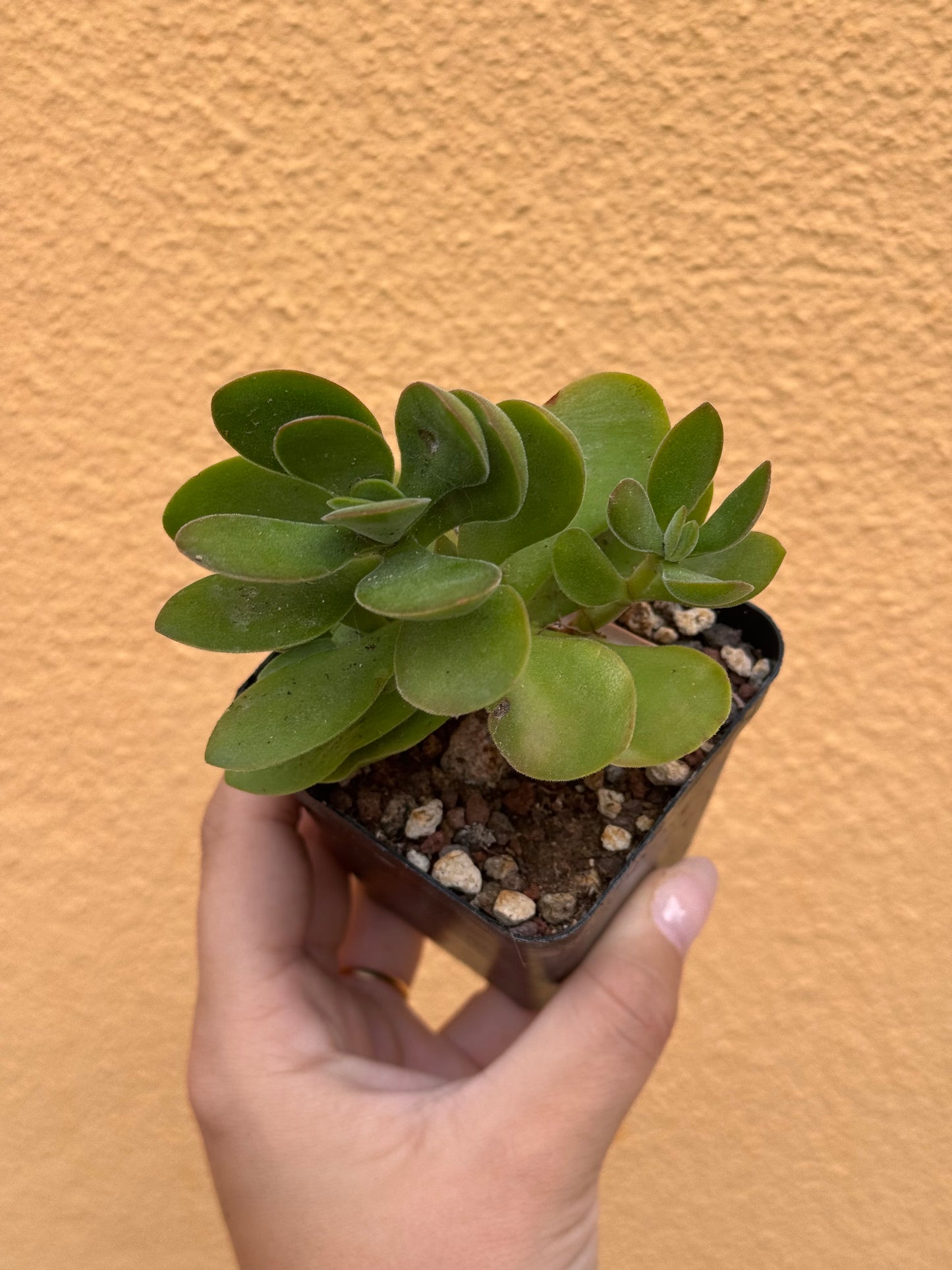 Crassula small red carpet