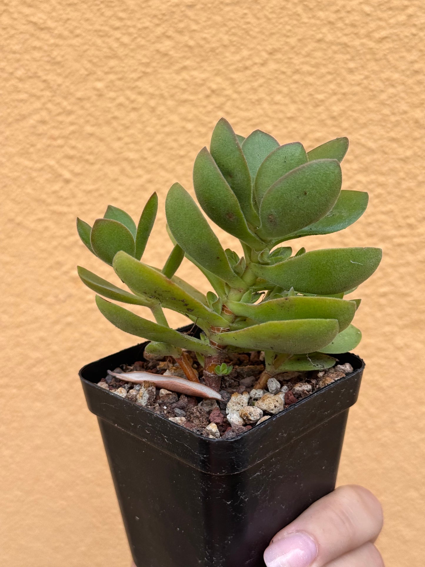 Crassula small red carpet