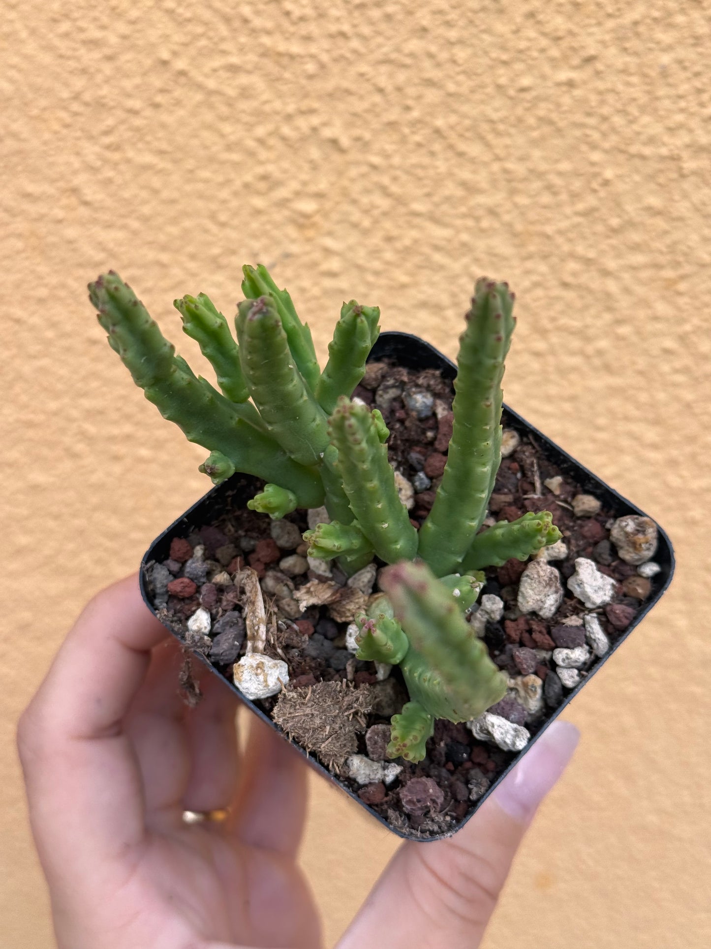 Huernia variegata