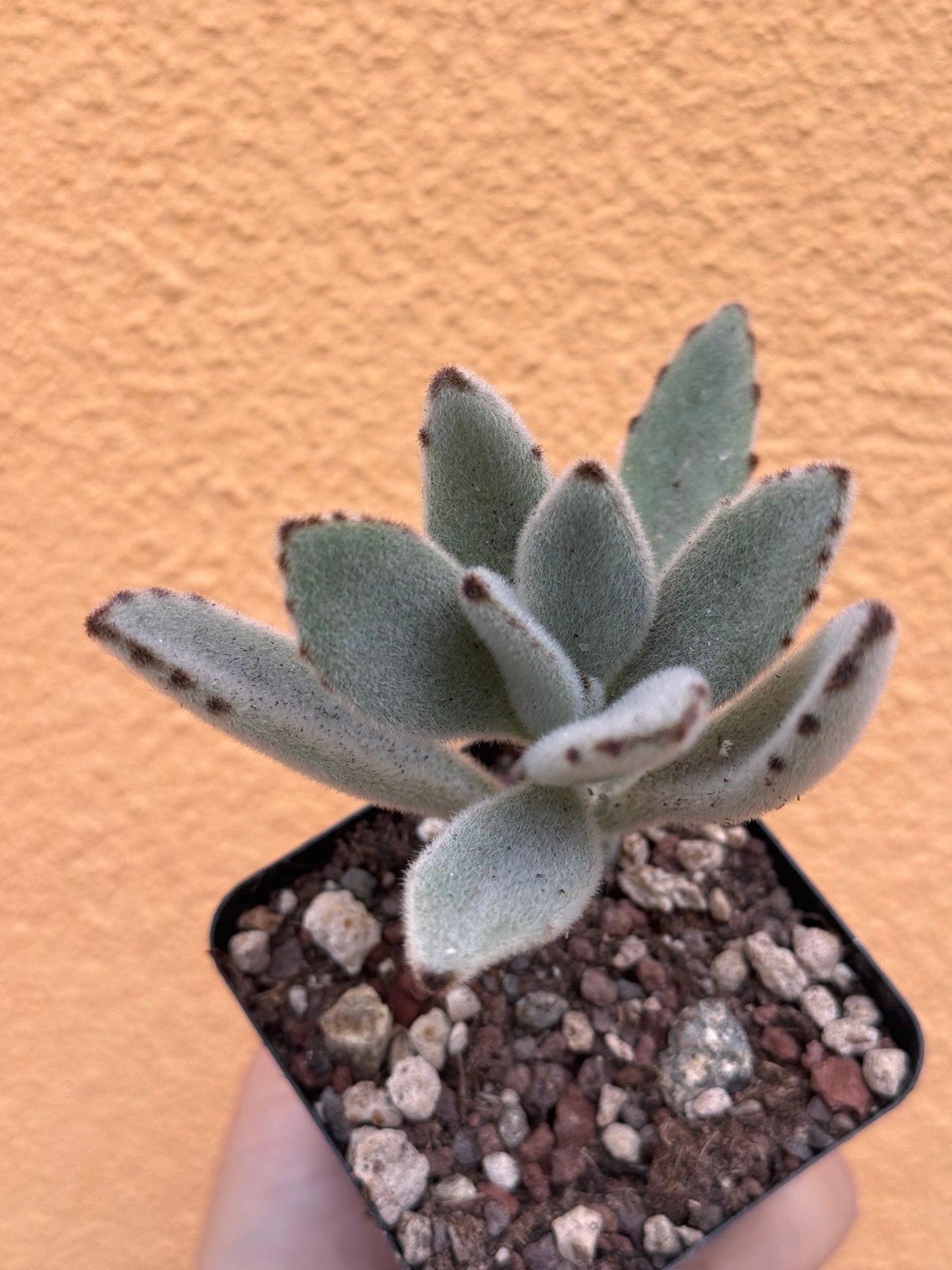 Kalanchoe tomentosa