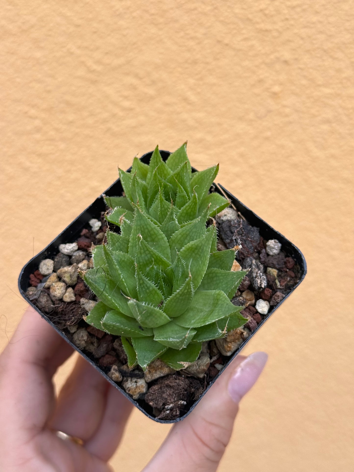 Haworthia sp