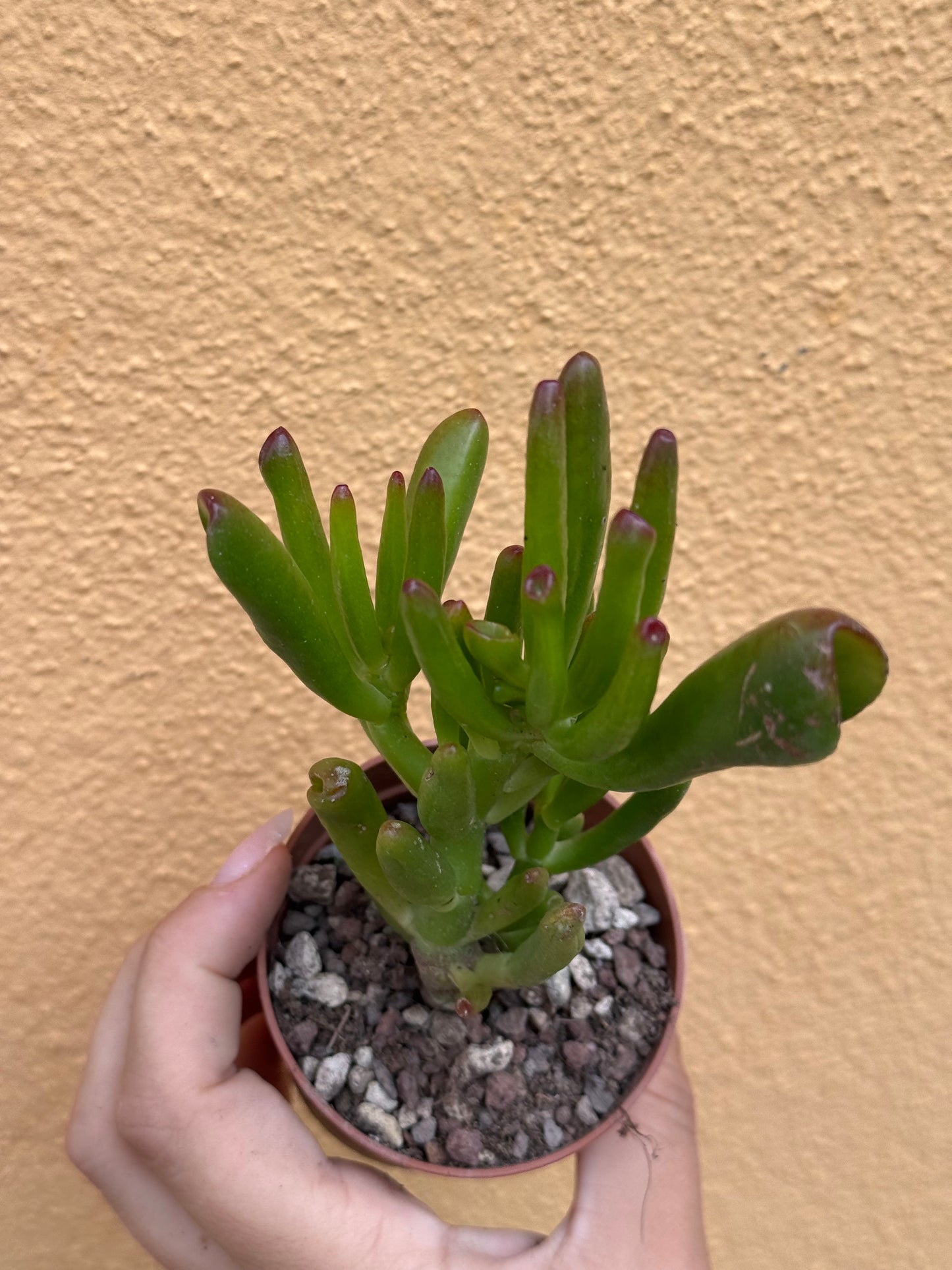 Crassula ovata Hobbit