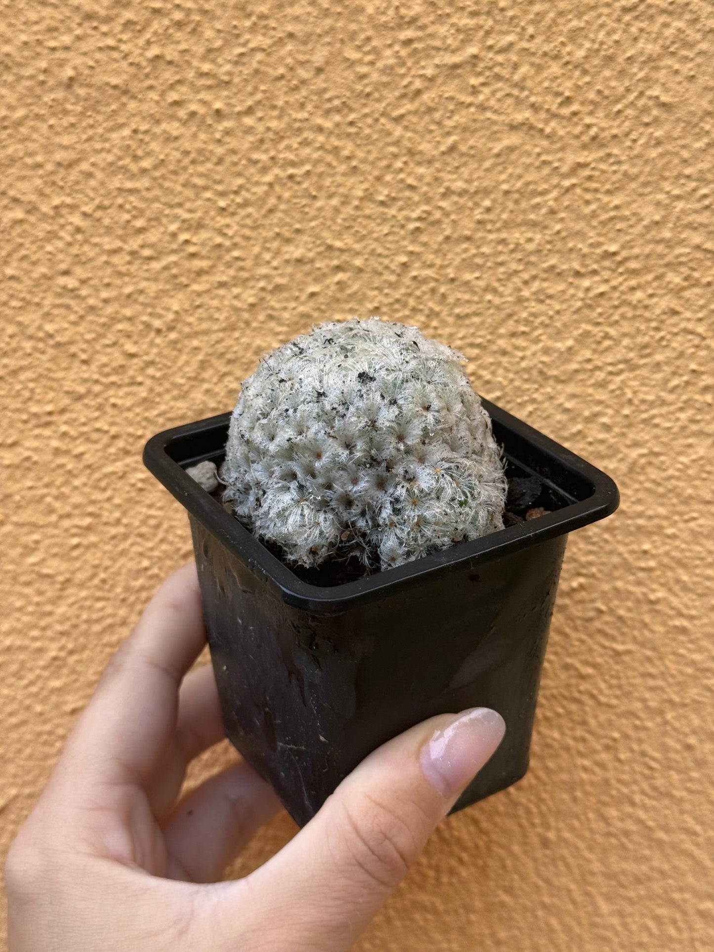 Mammillaria plumosa