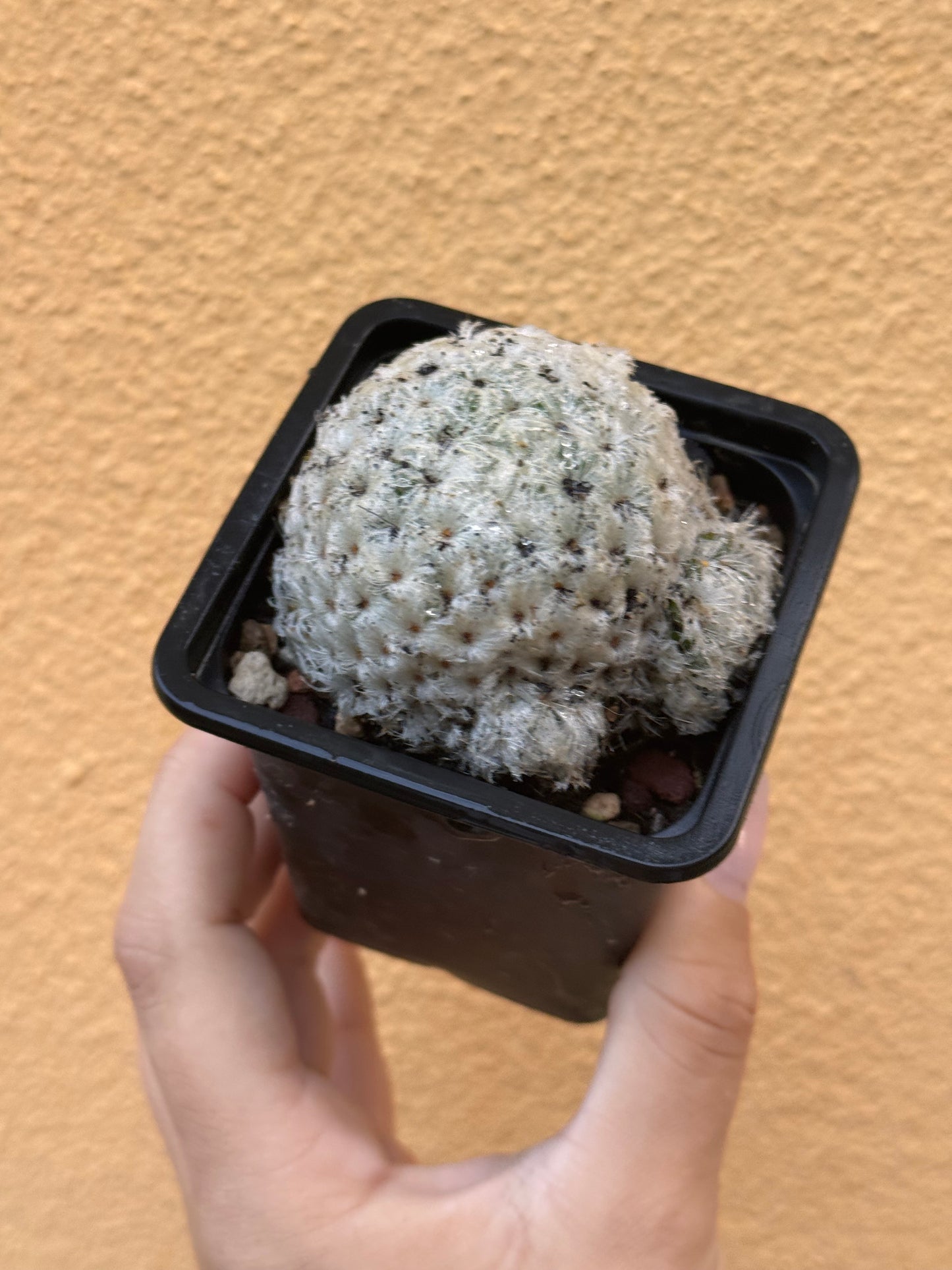 Mammillaria plumosa