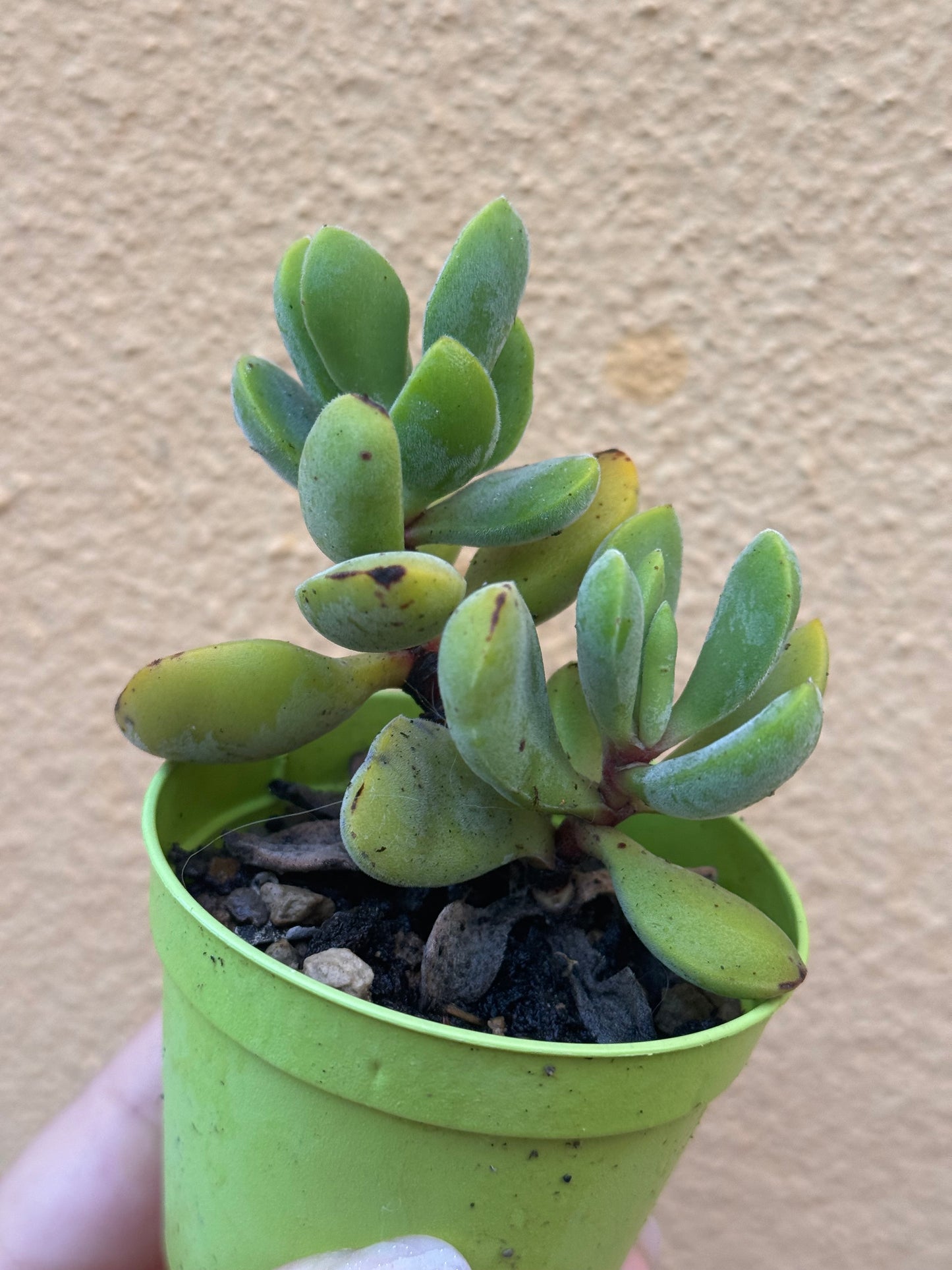 Crassula sp