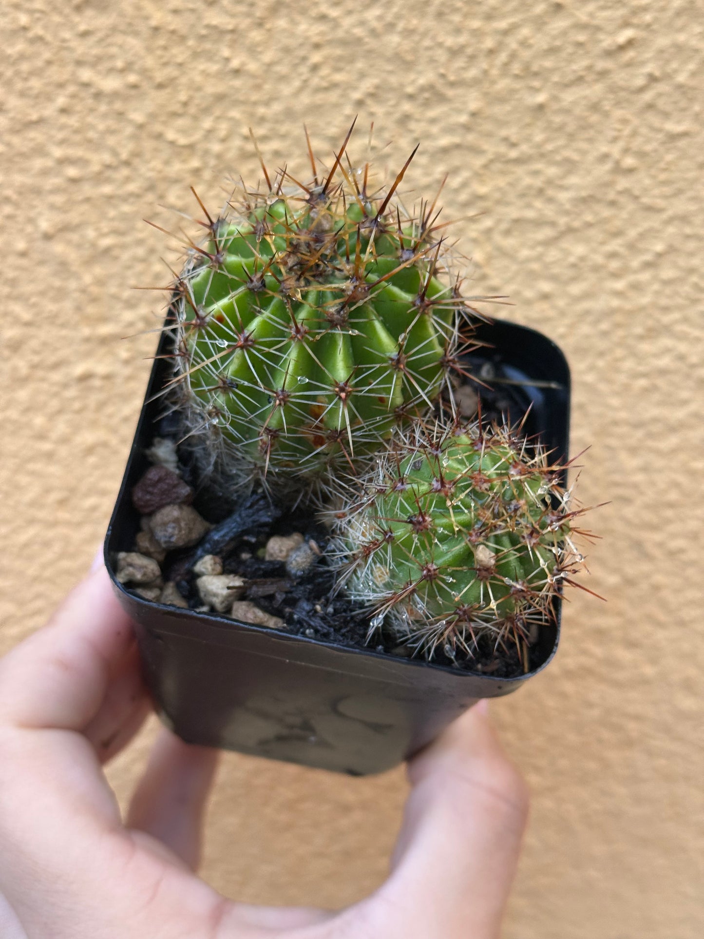 Echinopsis oxigona