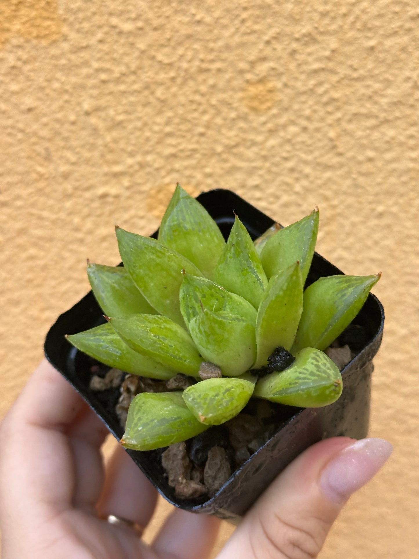 Haworthia cymbiformis