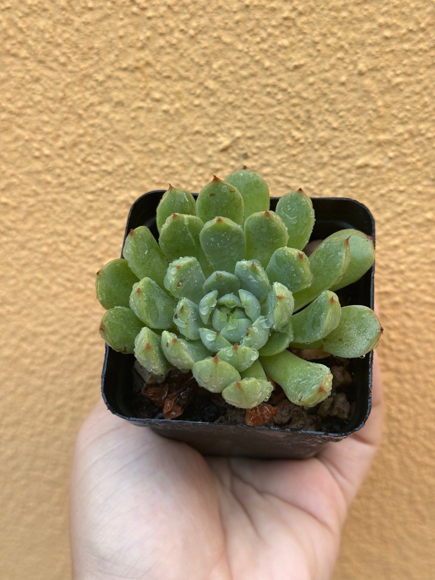 Echeveria sp.