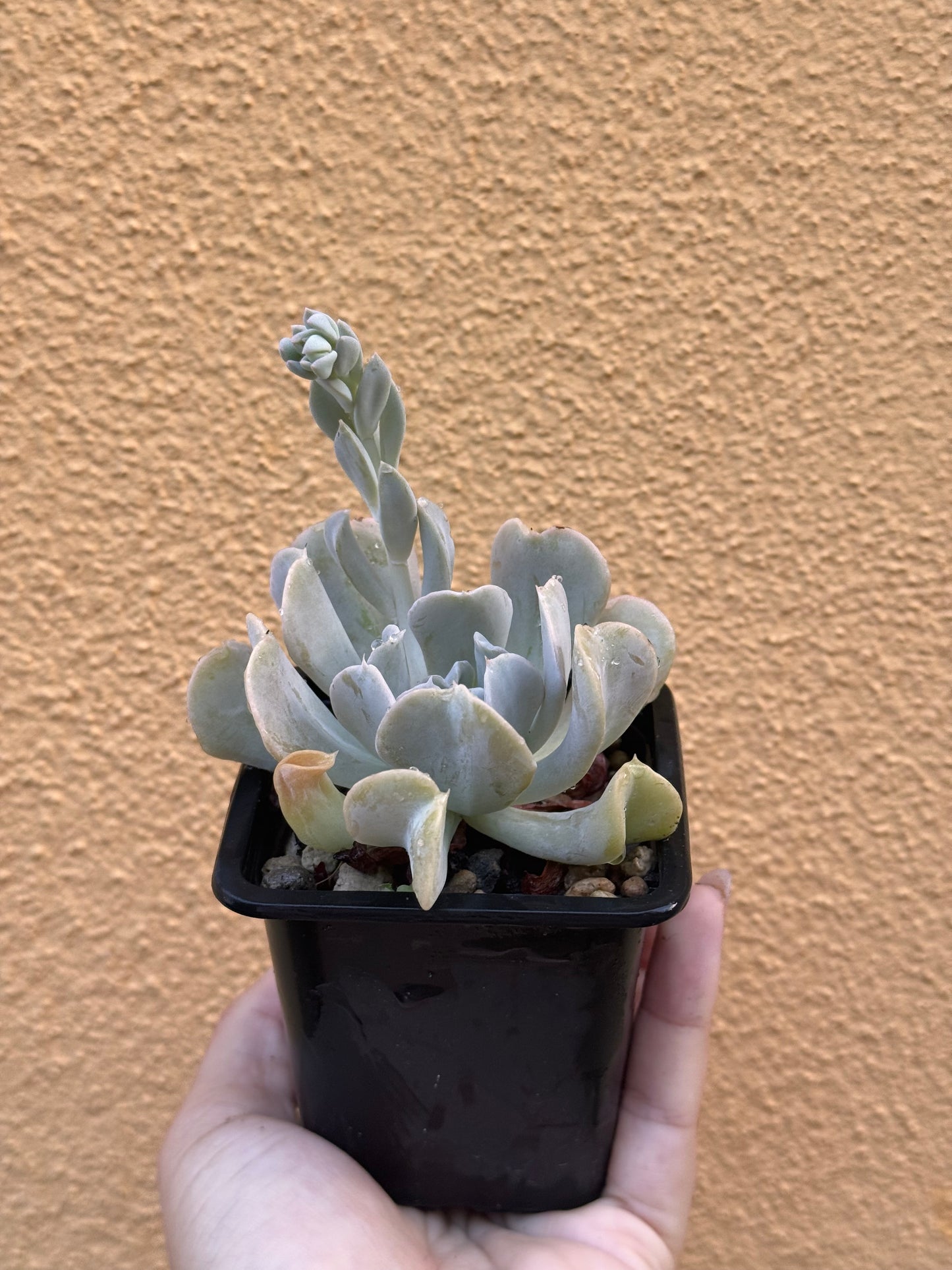 Echeveria ryunionii topsy curvy