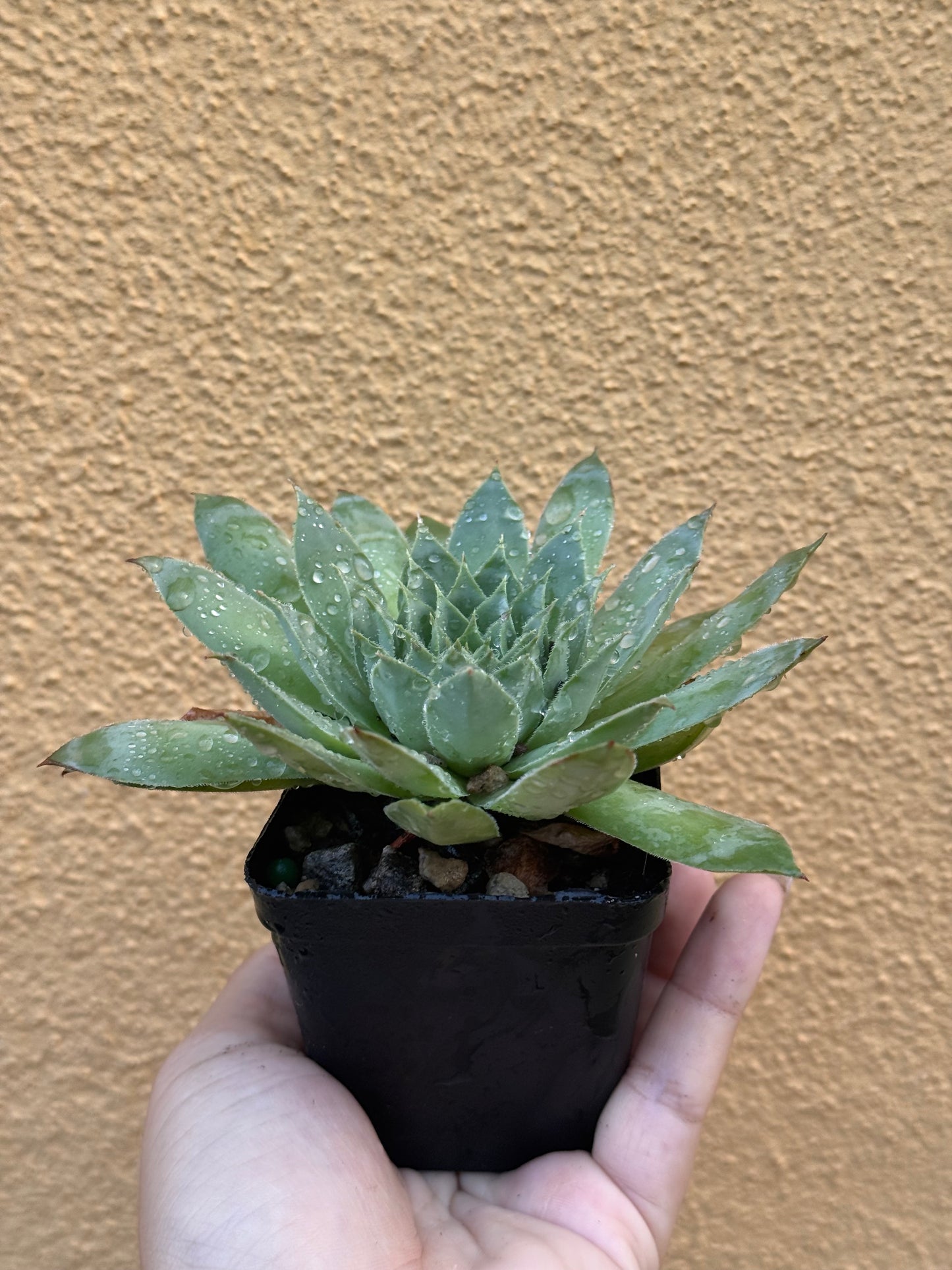 Sempervivum