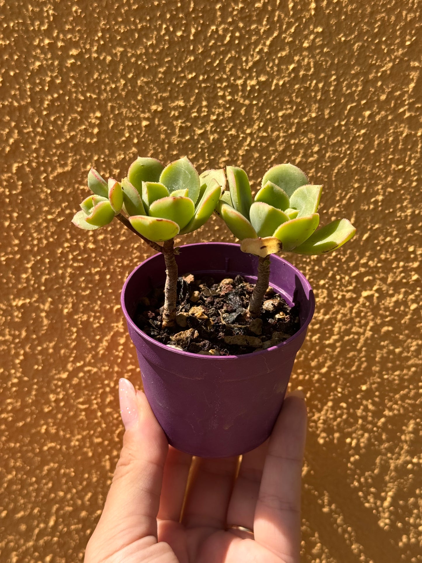 Aeonium haworthii