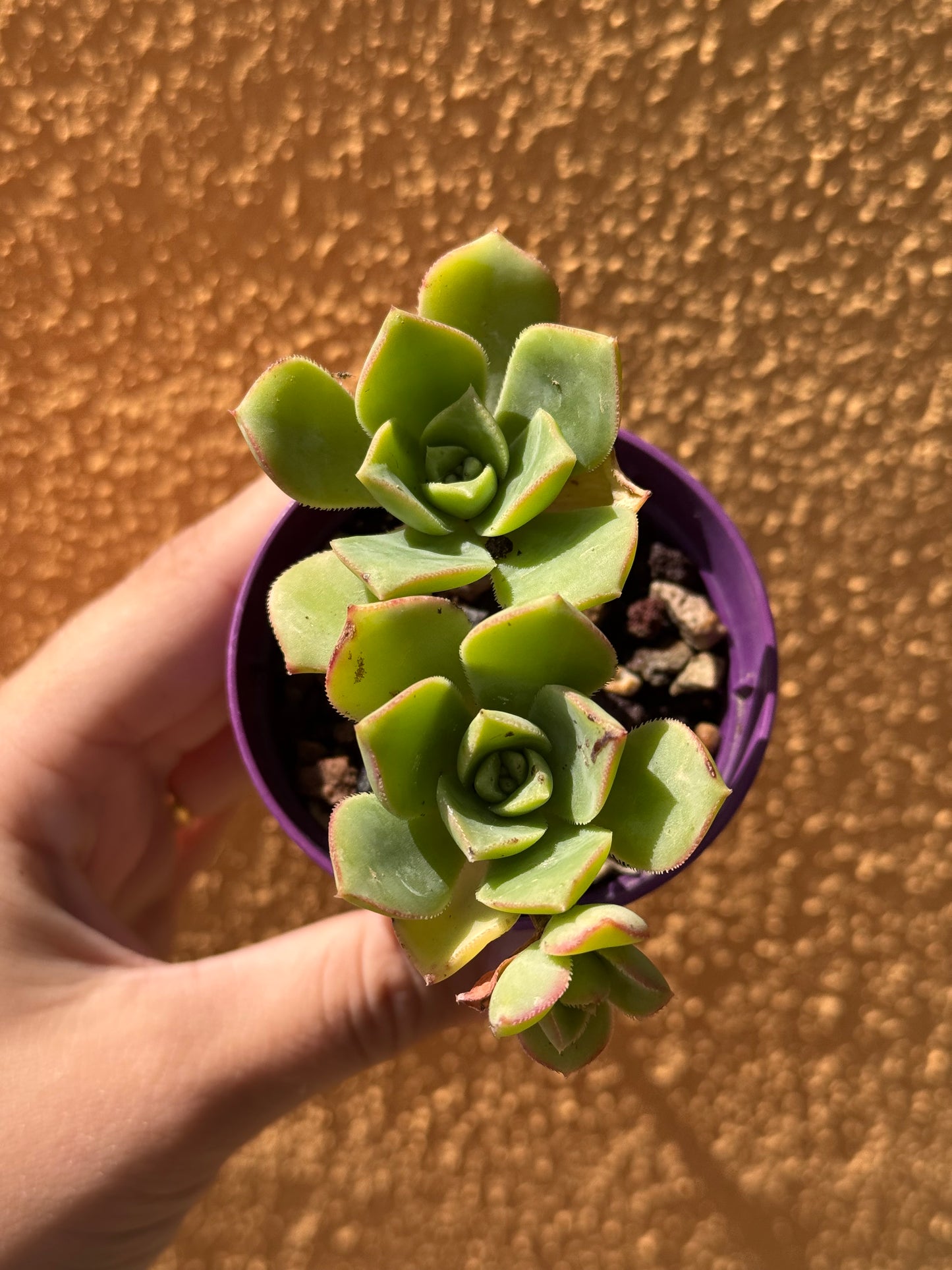 Aeonium haworthii