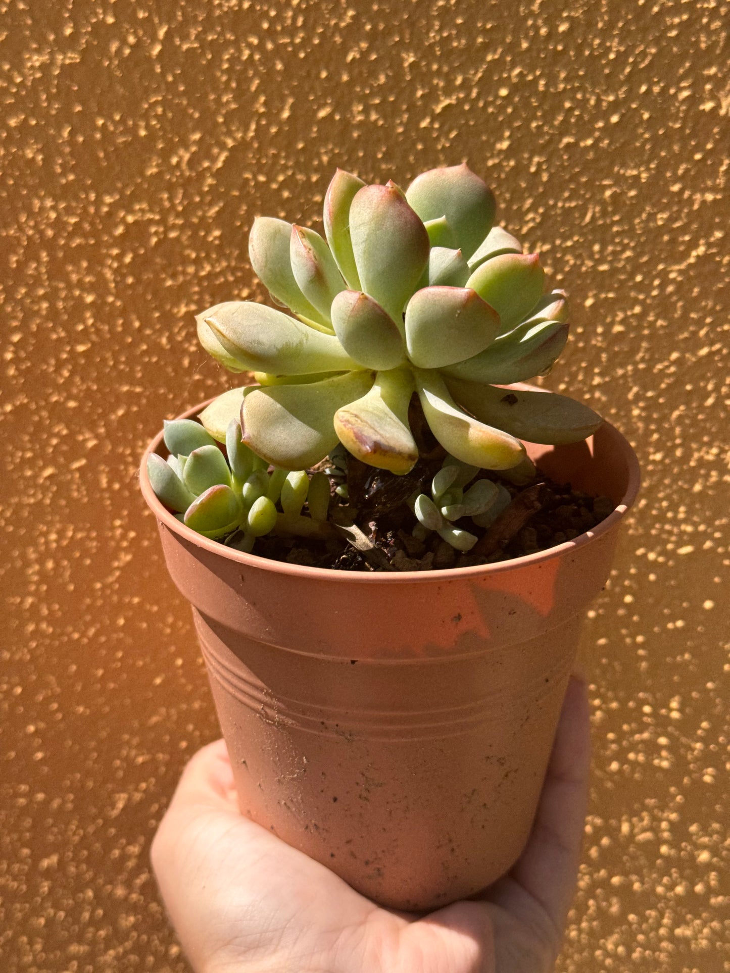 Graptoveria A Grim One