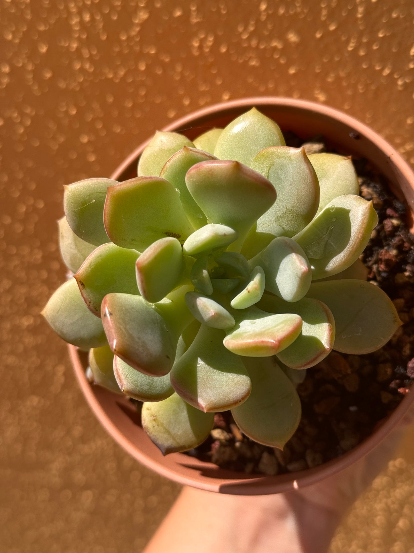 Graptoveria A Grim One
