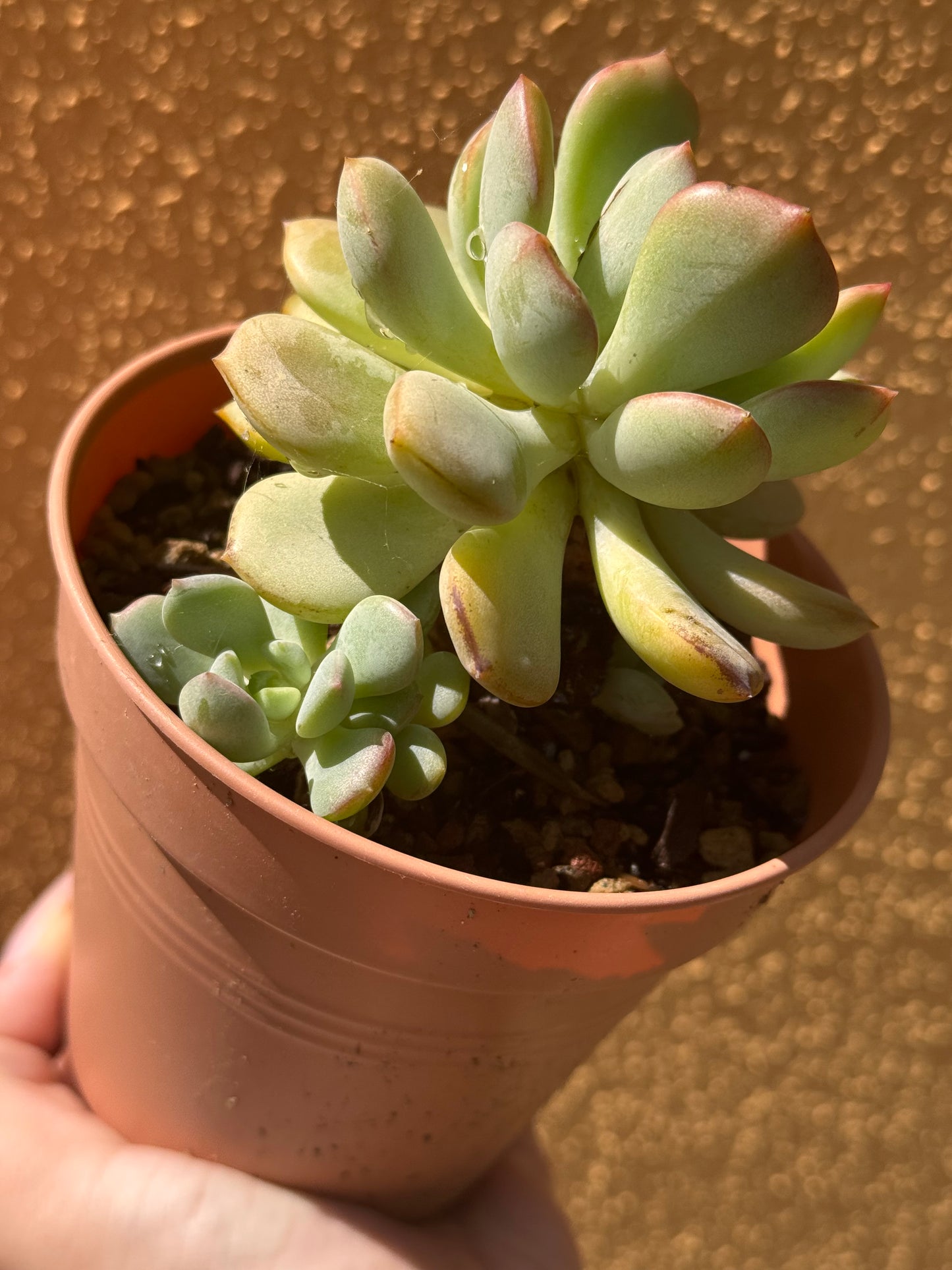 Graptoveria A Grim One