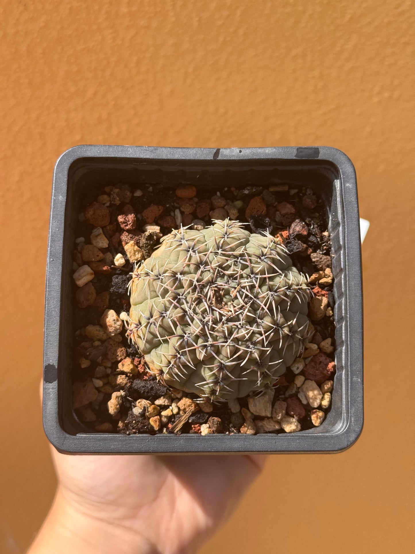 Gymnocalycium baldium