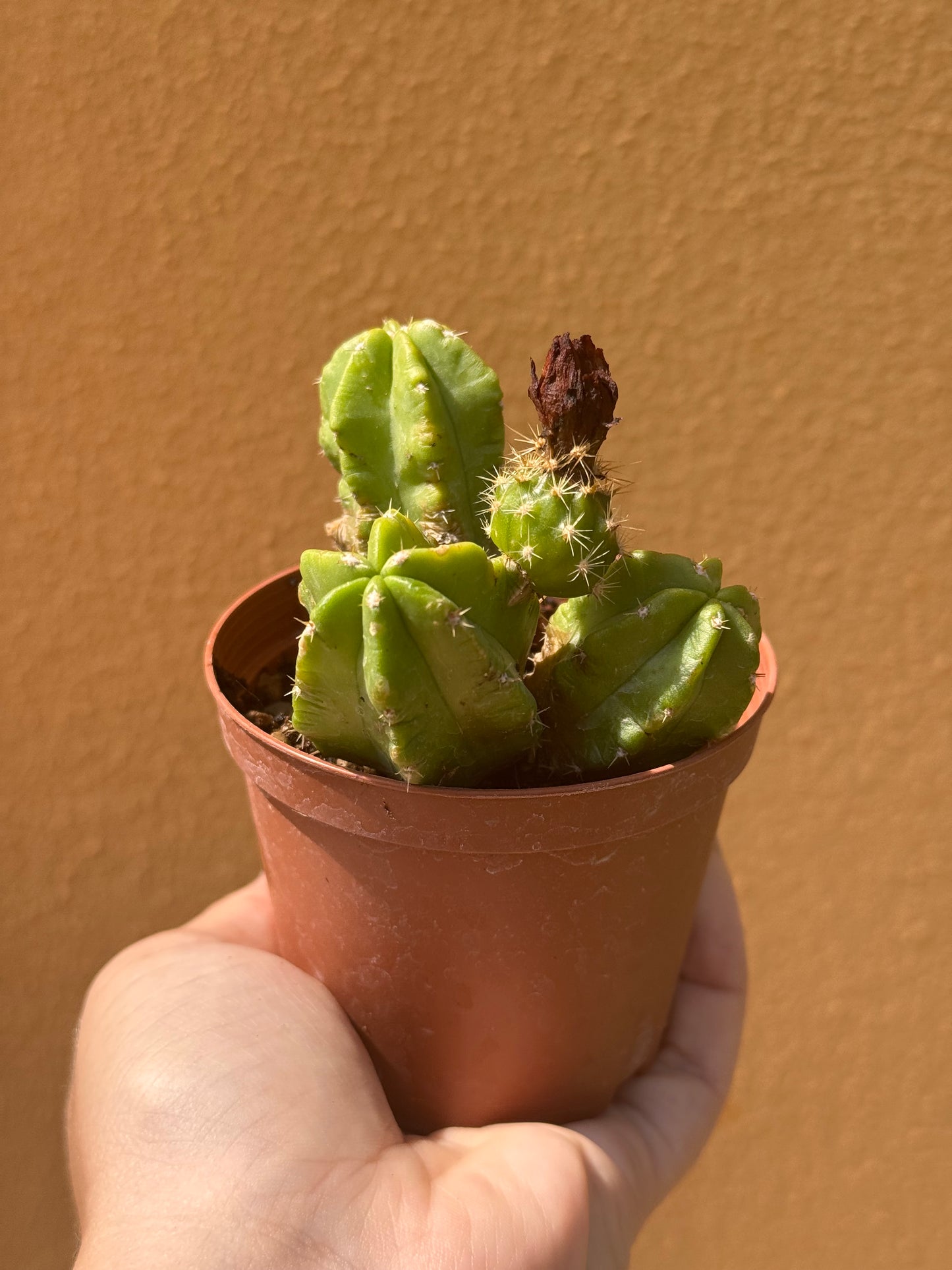Echinocereus viereckii morricalii