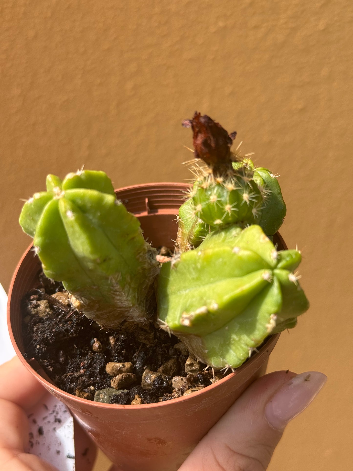 Echinocereus viereckii morricalii