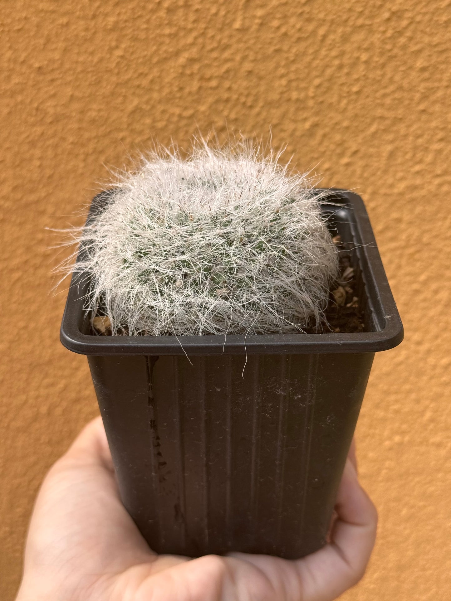 Mammillaria hahniana