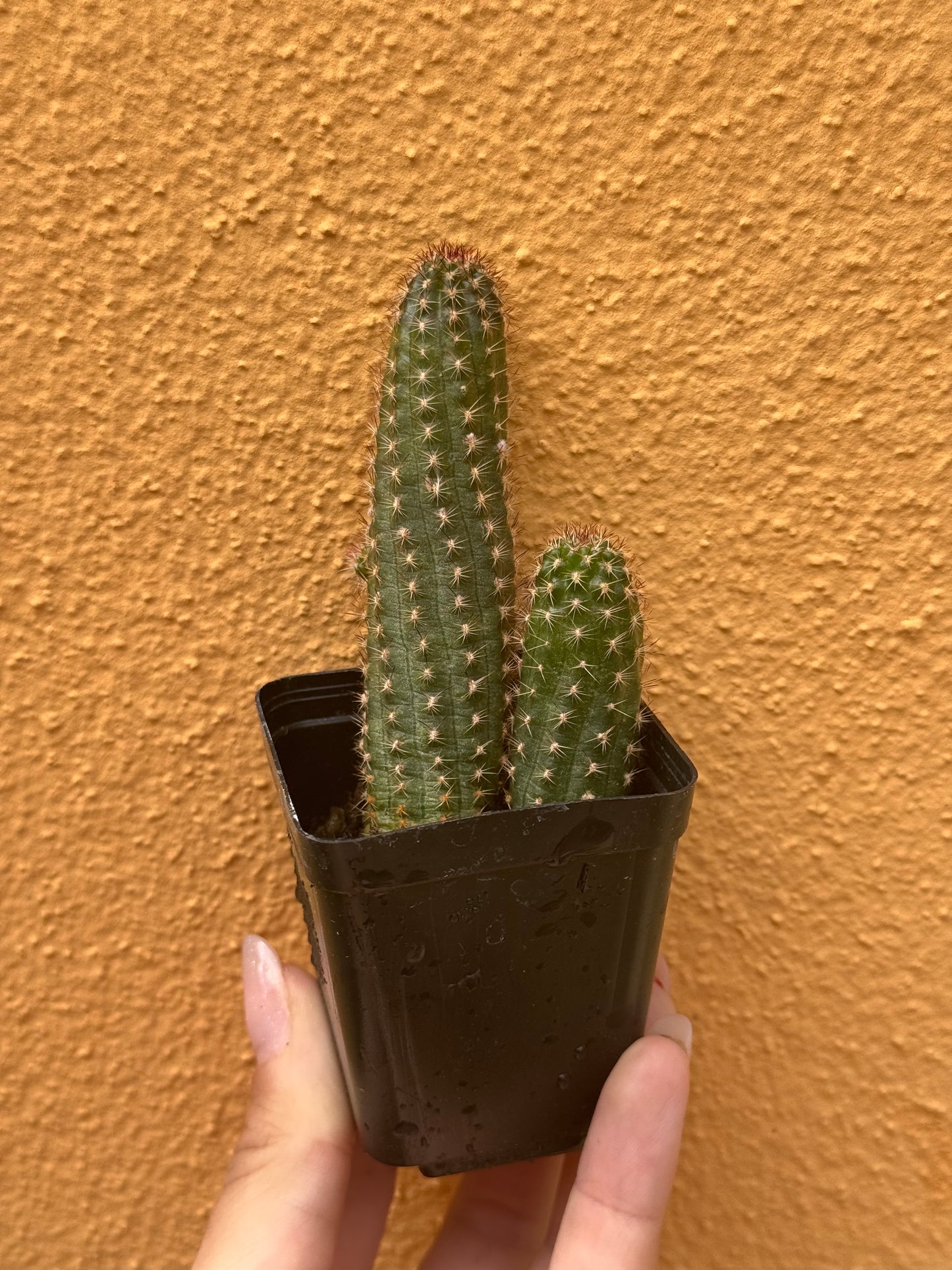Chamaelobivia hybrid