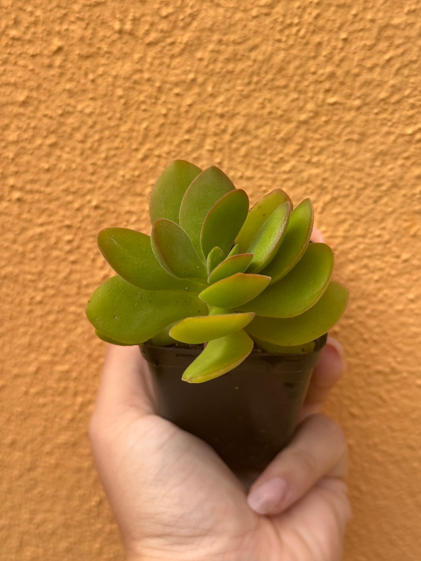 Crassula small red carpet