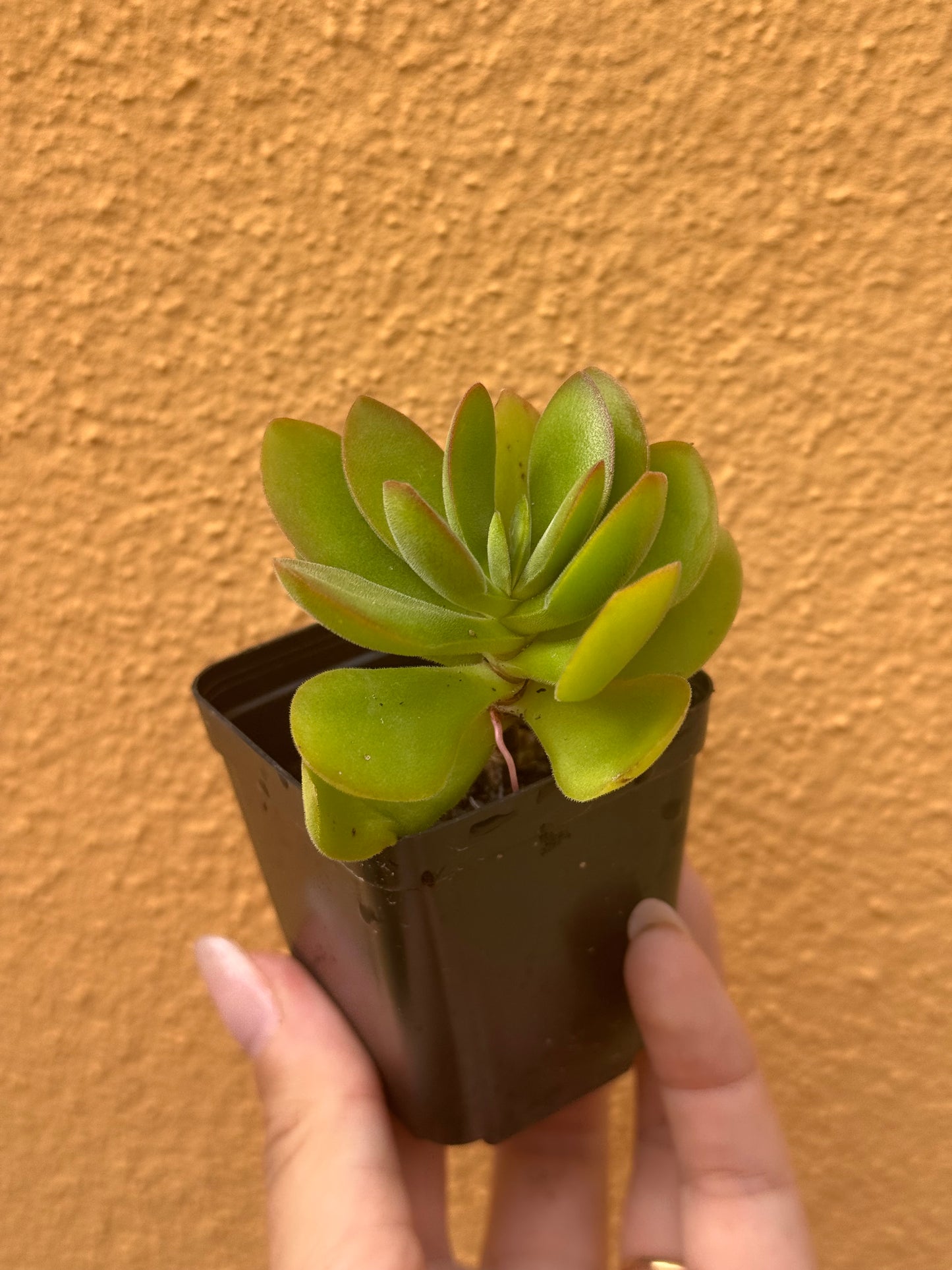 Crassula small red carpet