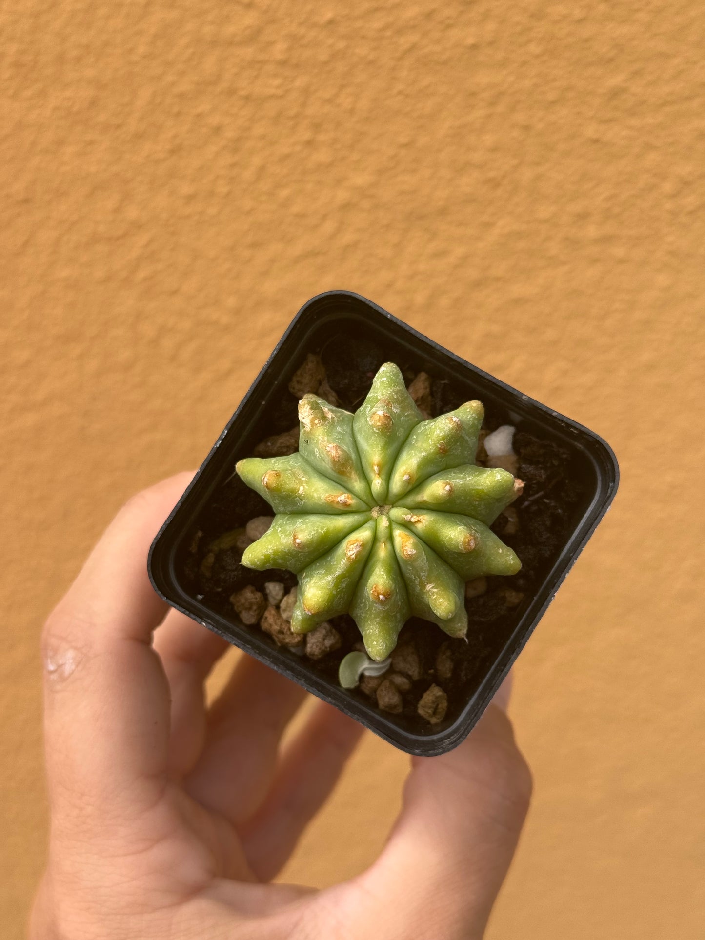 Ferocactus glaucescens