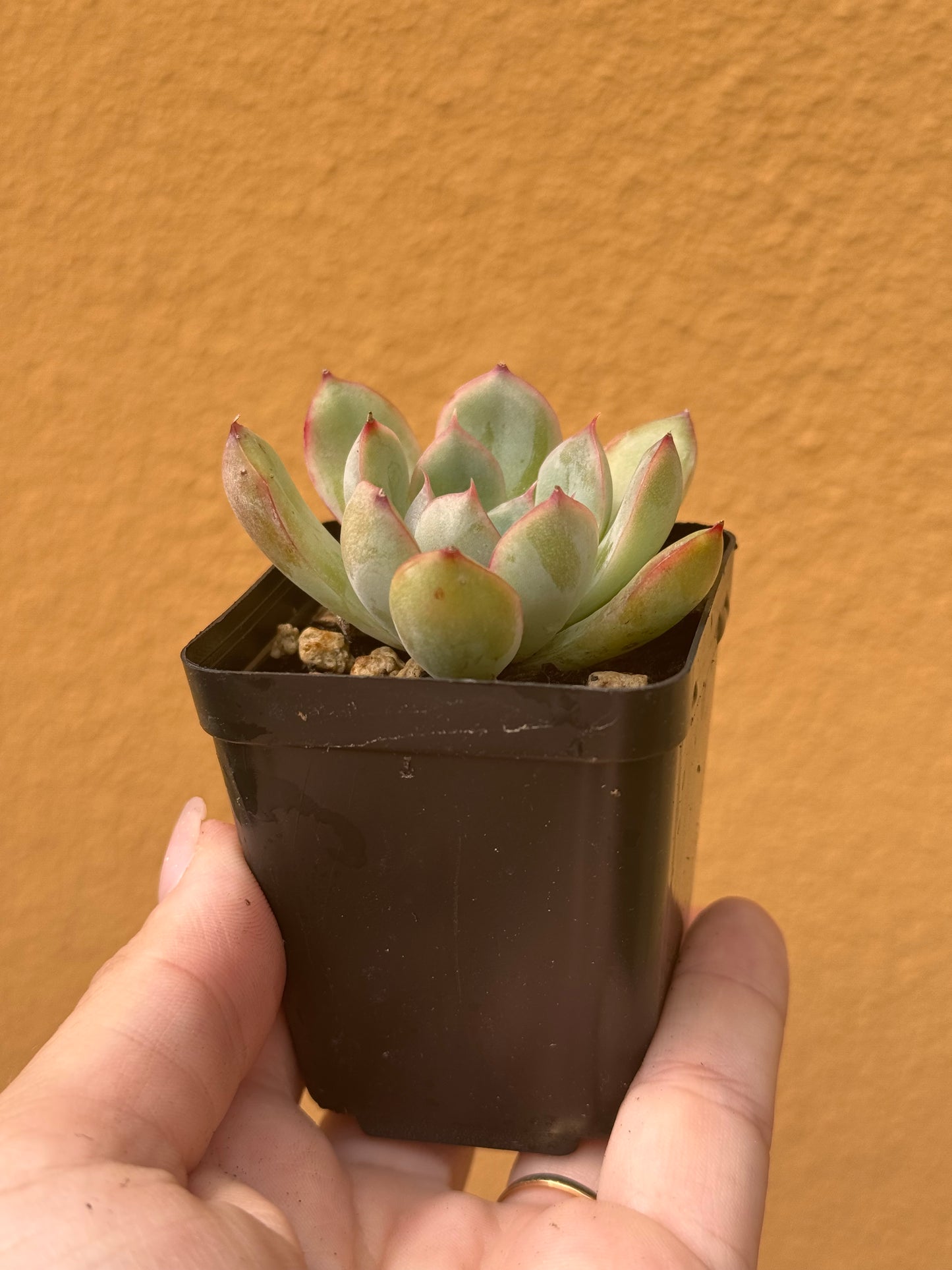 Echeveria apus