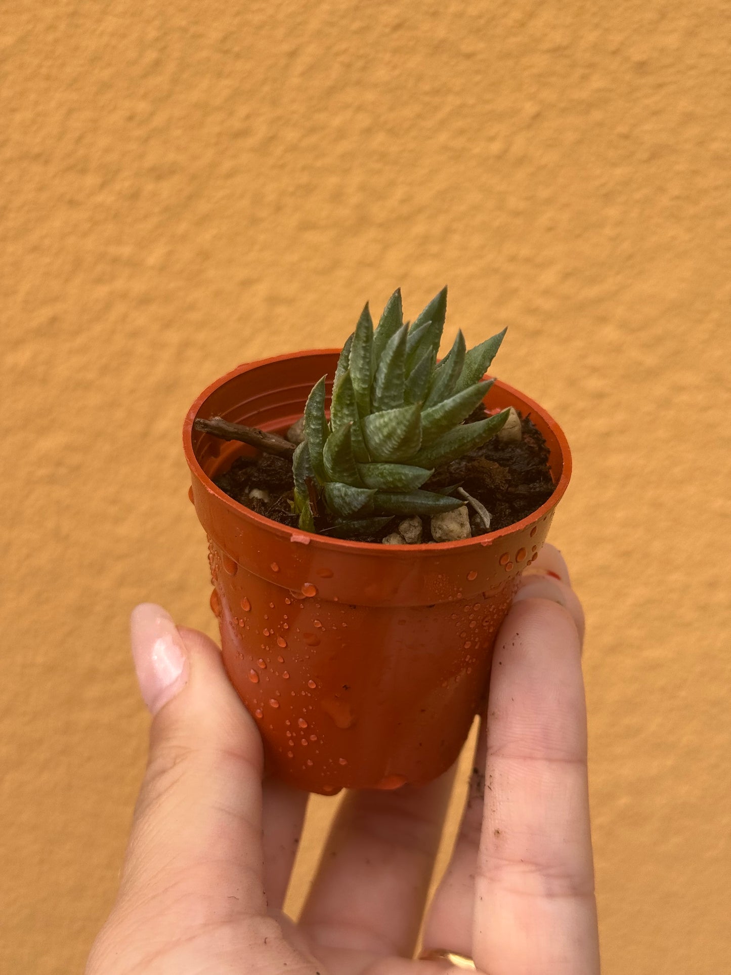 Astroloba skinneri