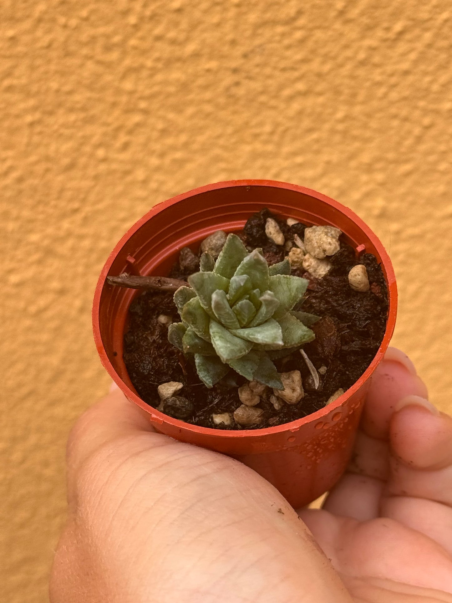 Astroloba skinneri