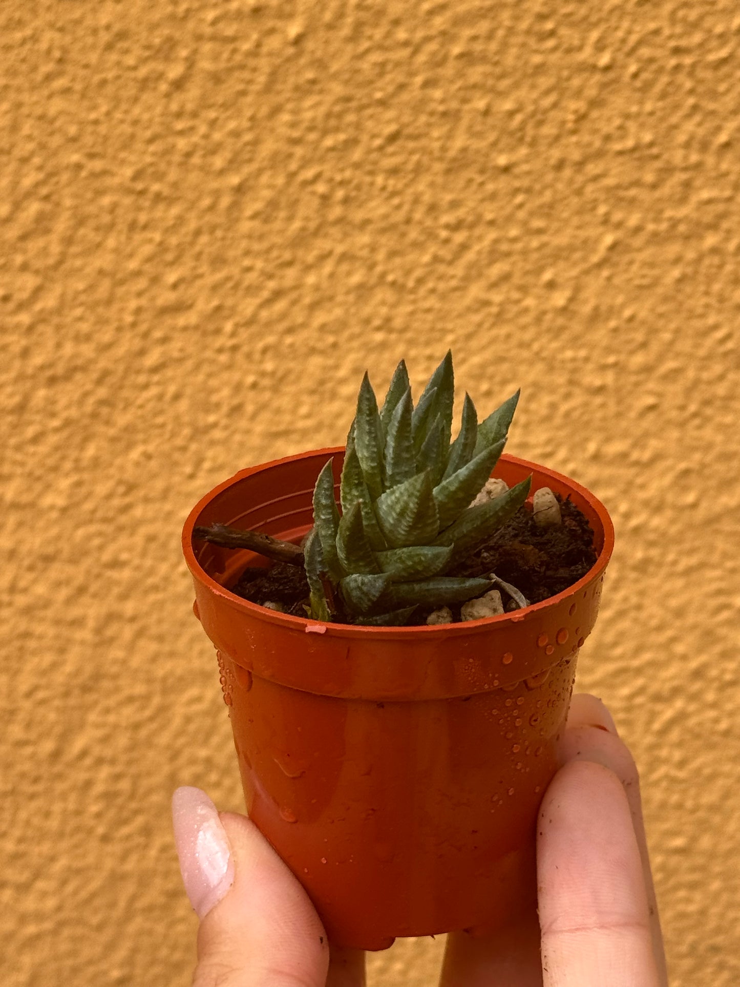 Astroloba skinneri