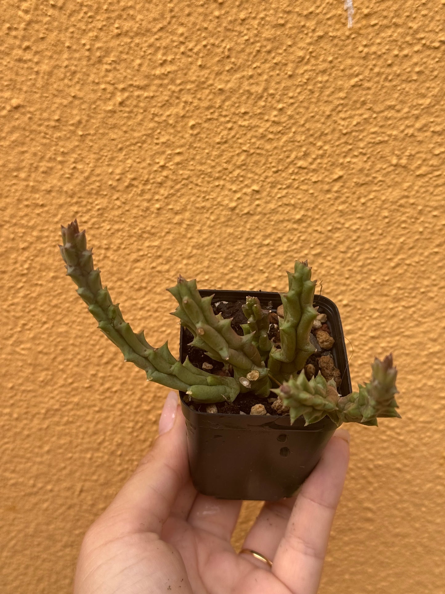 Huernia variegata