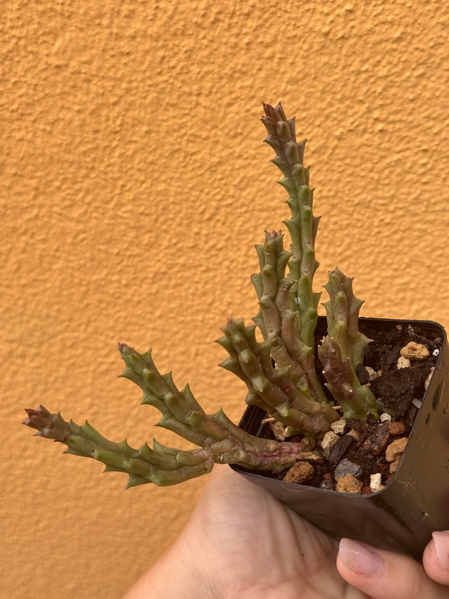 Huernia variegata