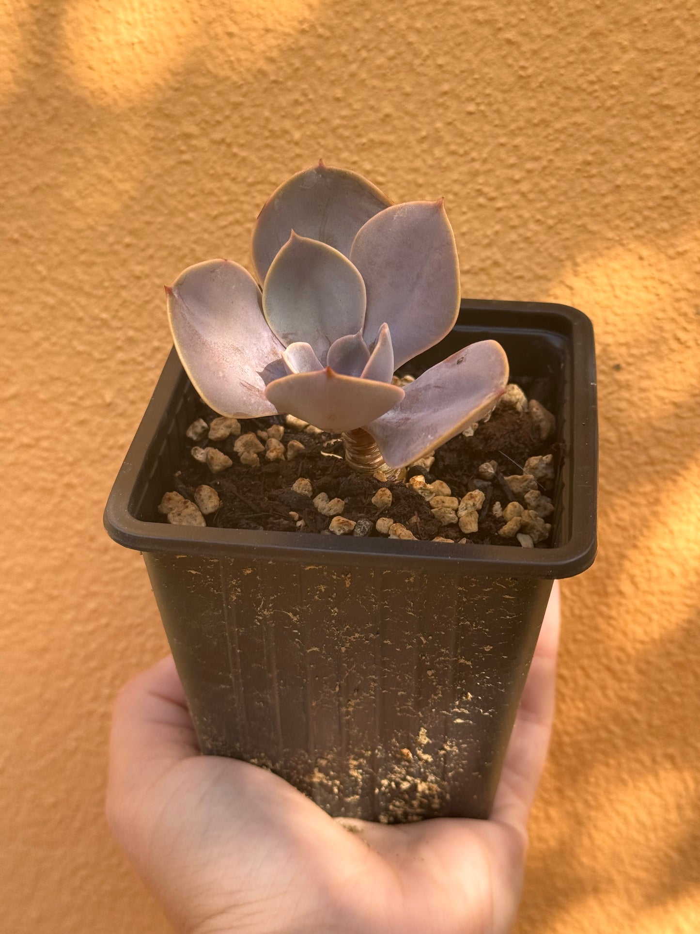 Echeveria Perla di Norimberga