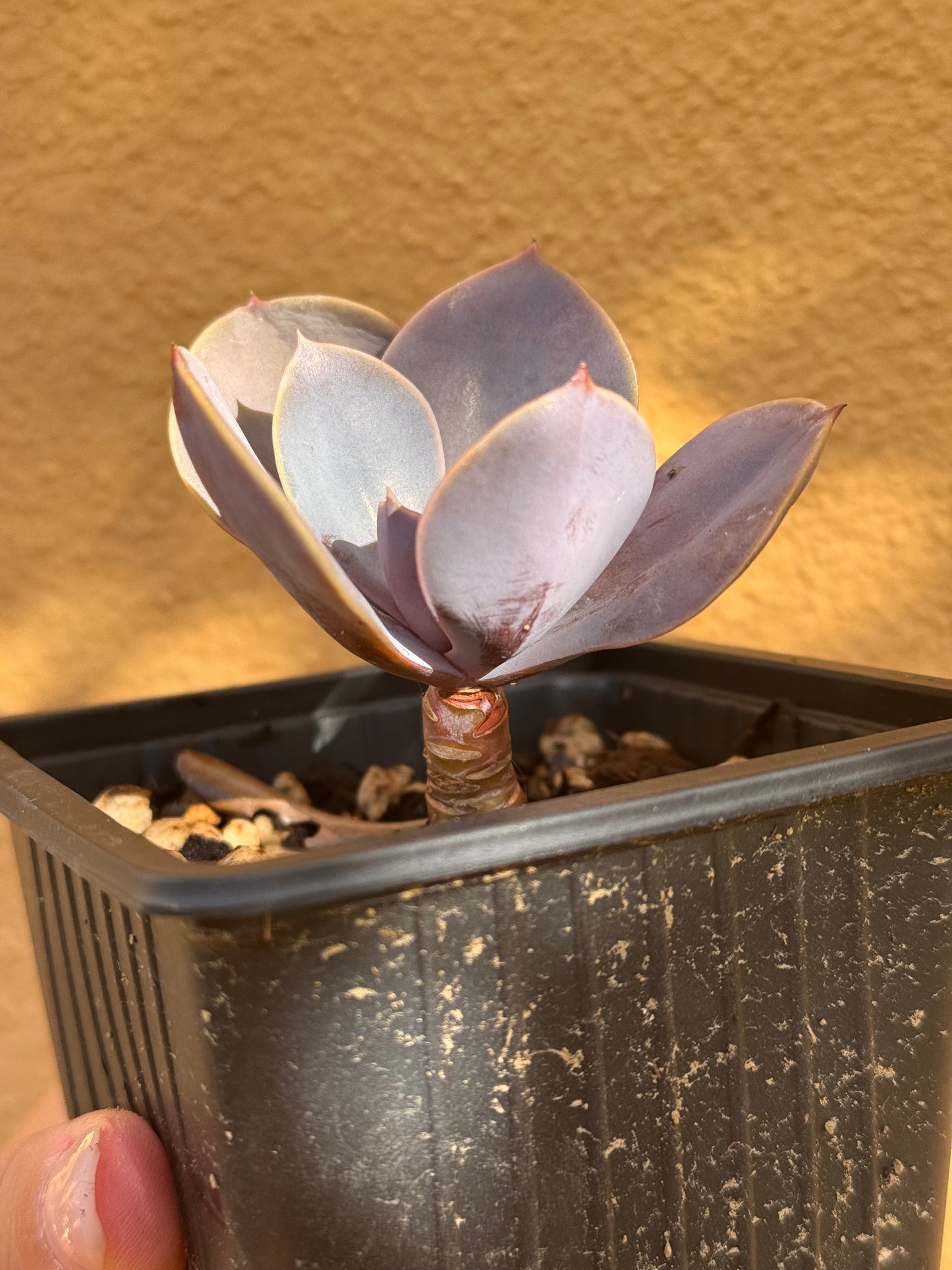 Echeveria Perla di Norimberga