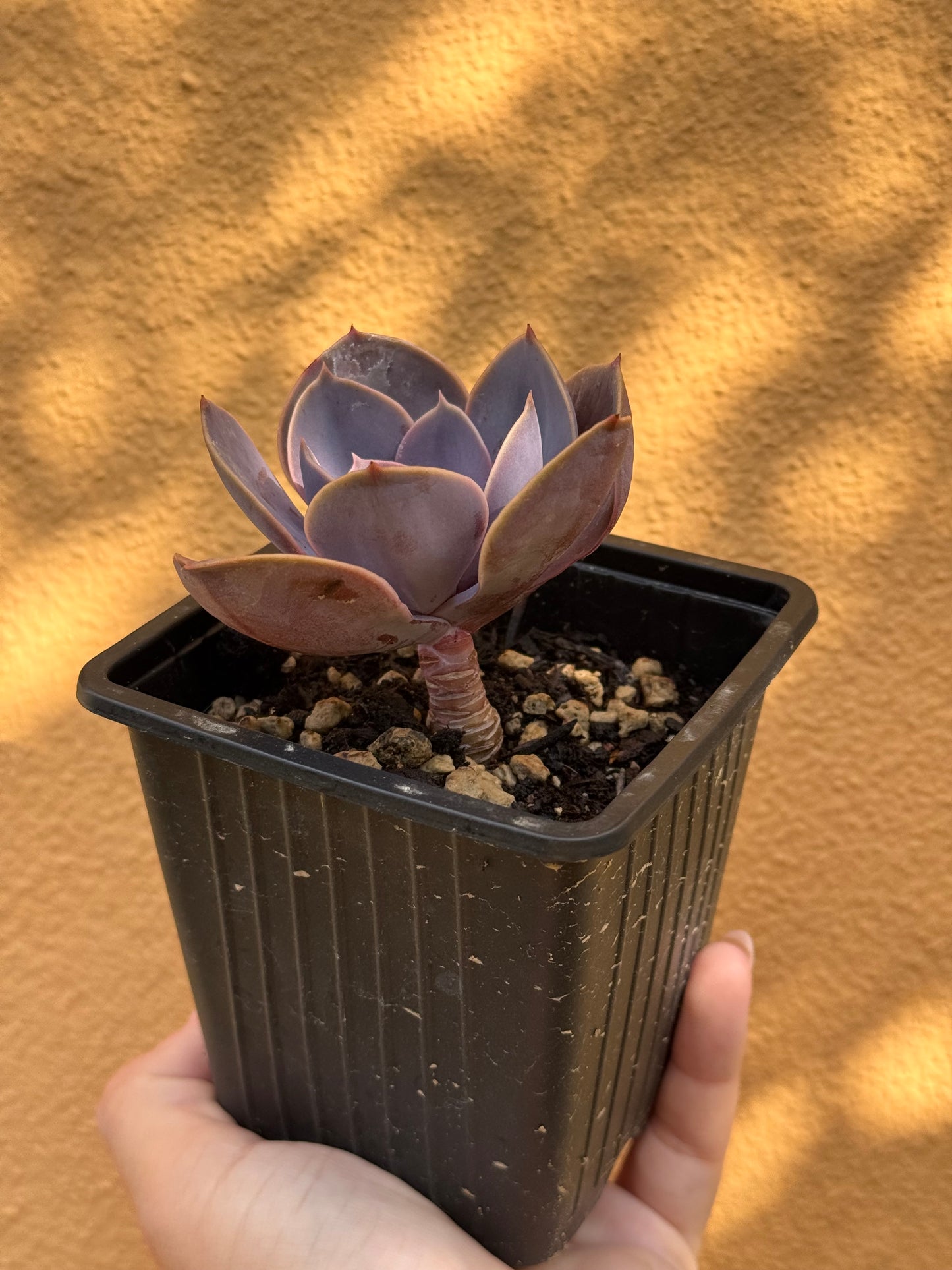 Echeveria Perla di Norimberga