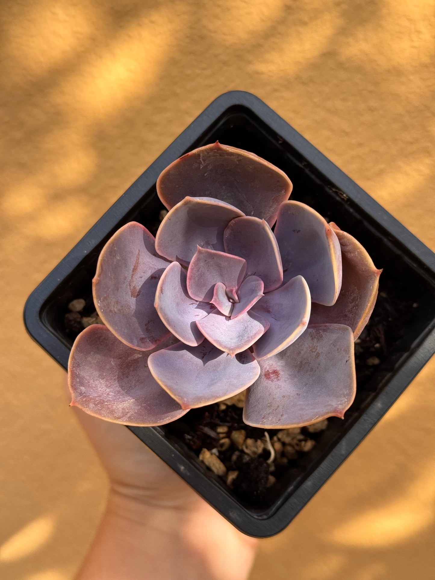 Echeveria Perla di Norimberga