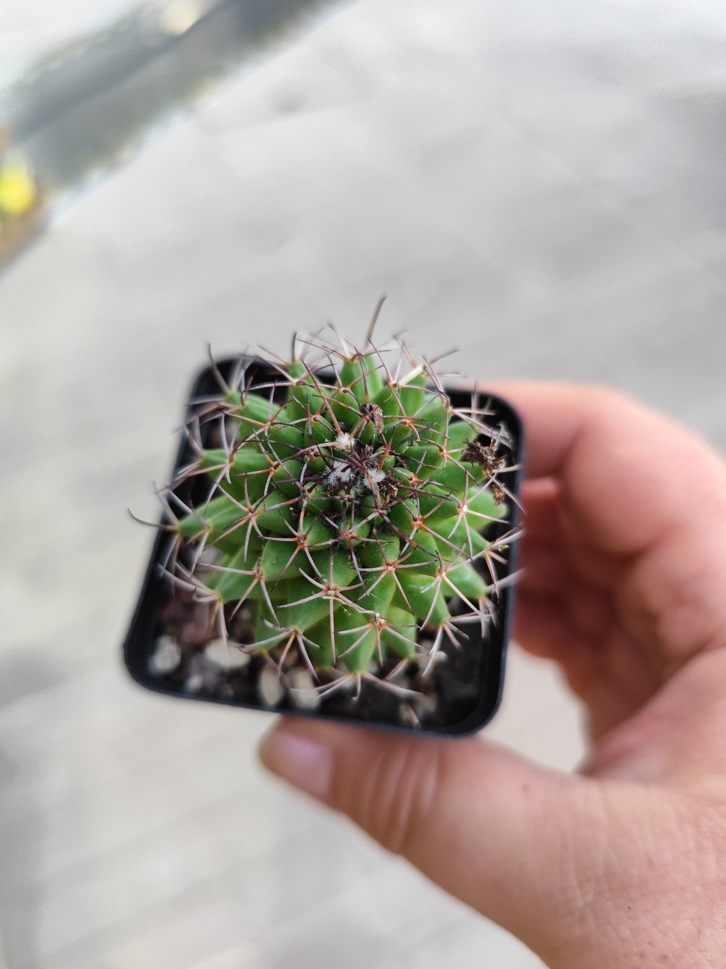 Mammillaria sp