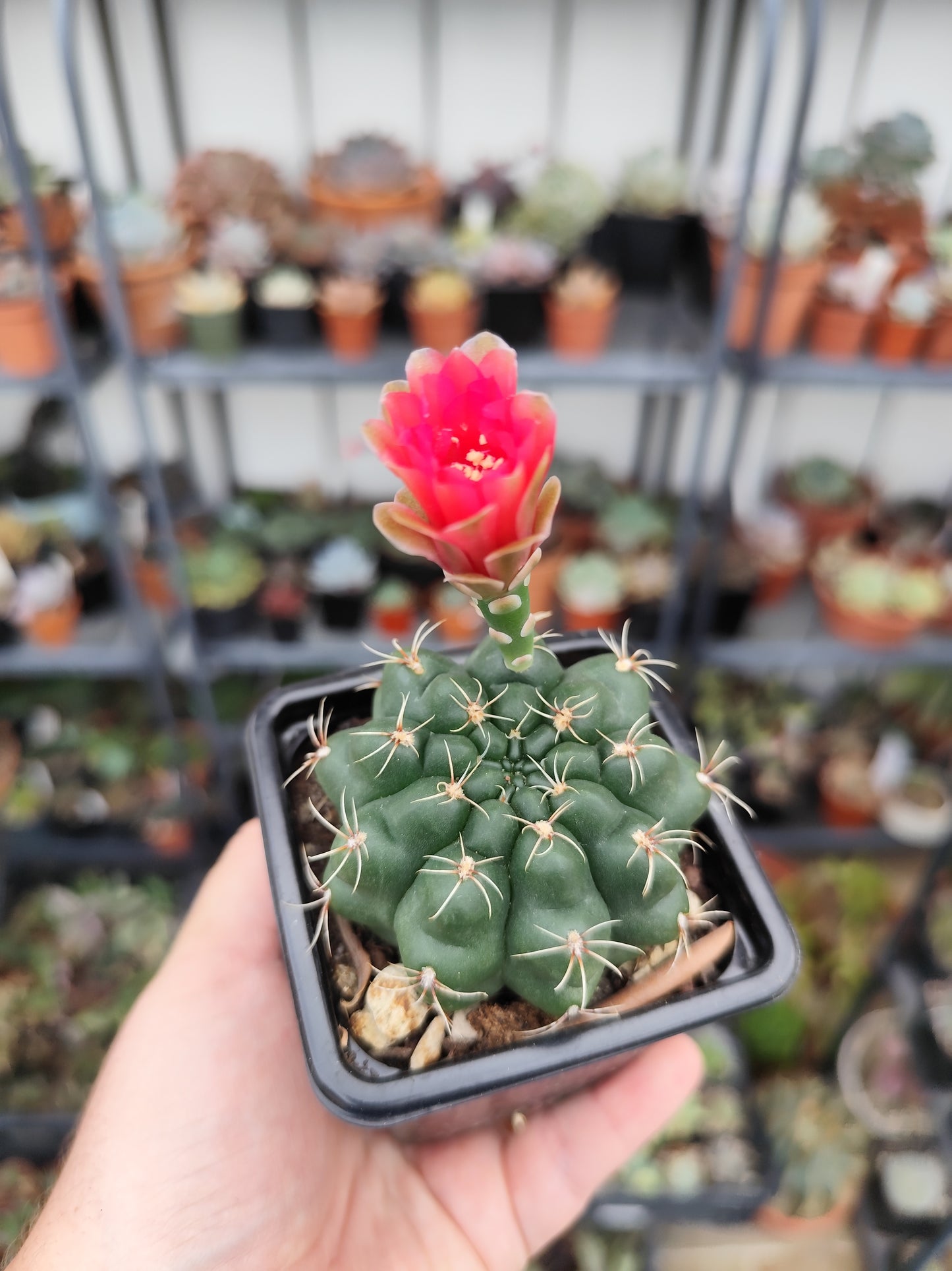 Gymnocalycium baldium